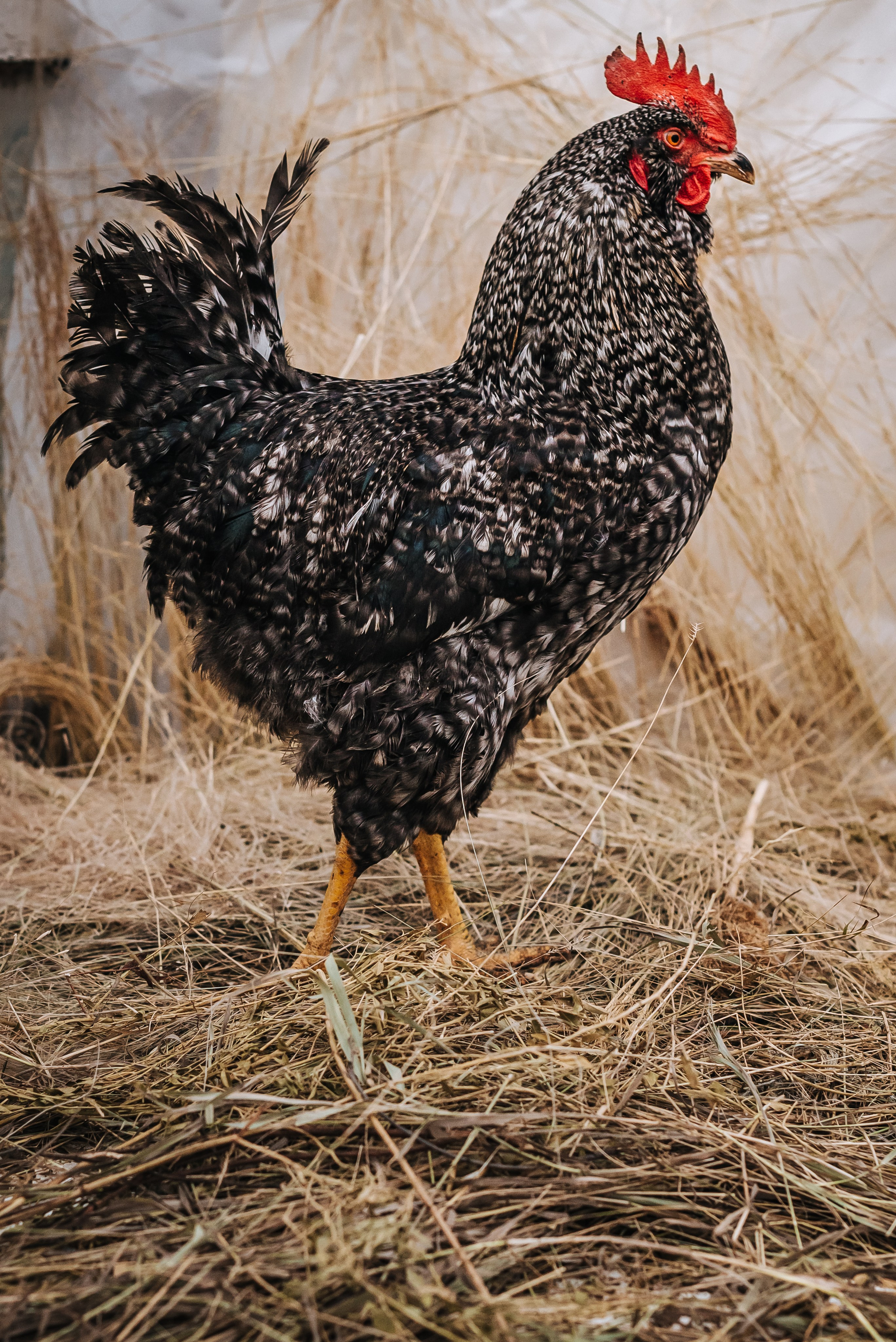 Животные. Фотограф Карина Шарова Москва