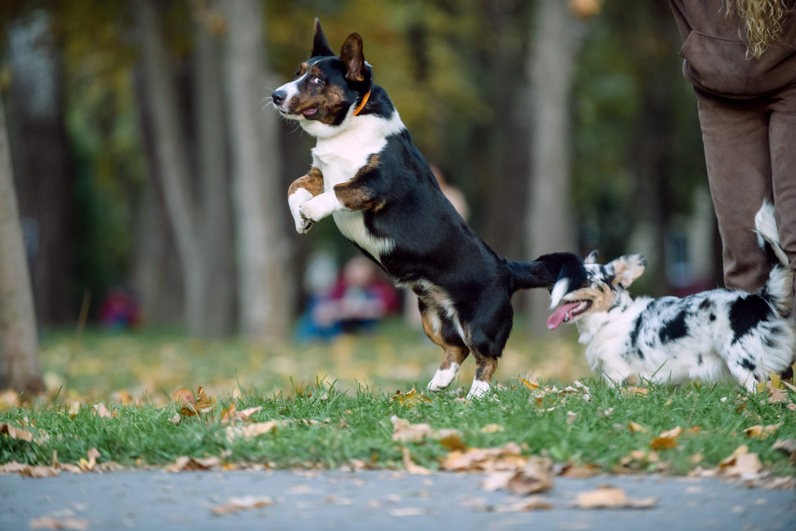 Оля и Ваня с собаками. Фотограф в Ростове-на-Дону Маркер Елена