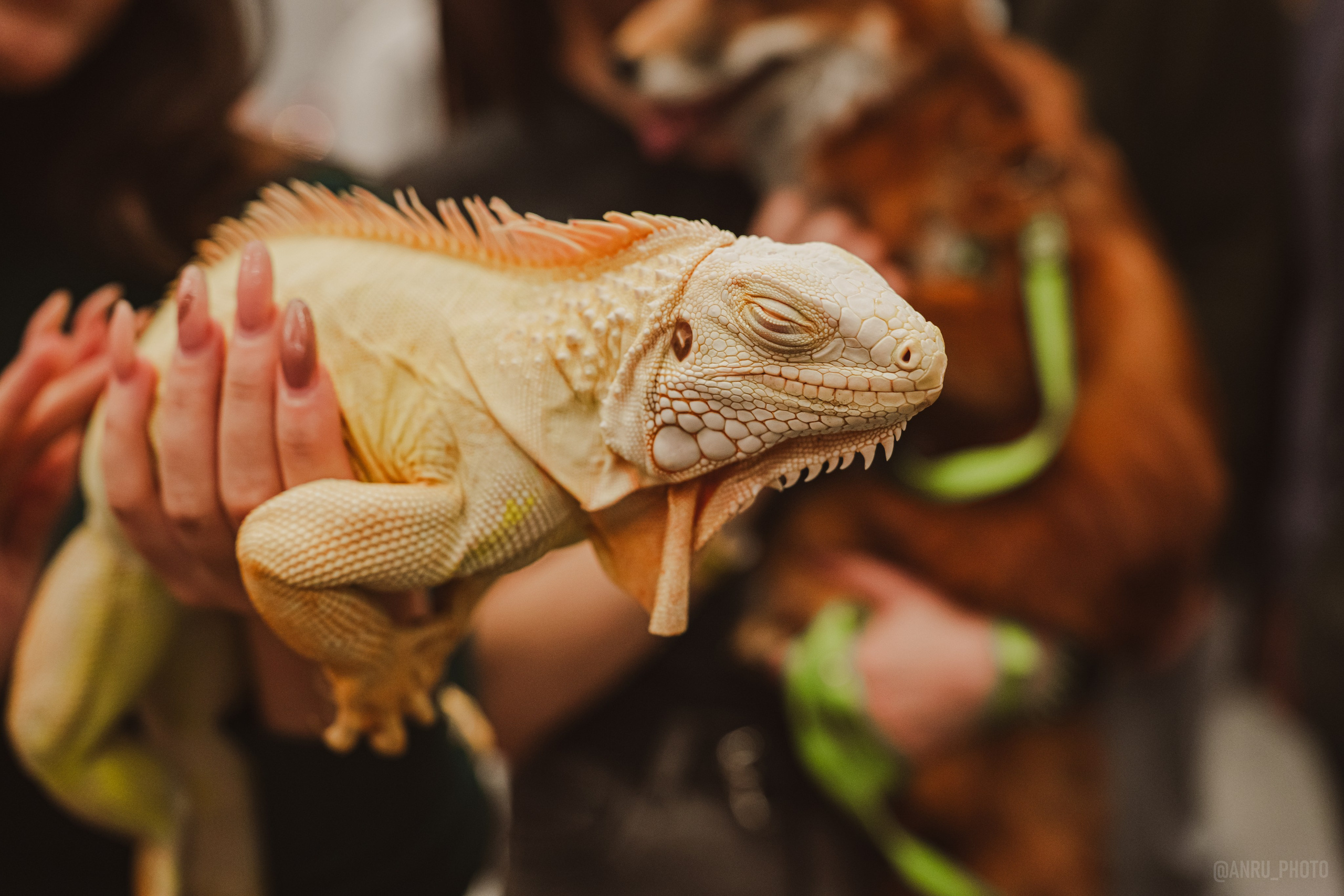 Fox Family fest. Репортажный фотограф Анастасия Рубцова