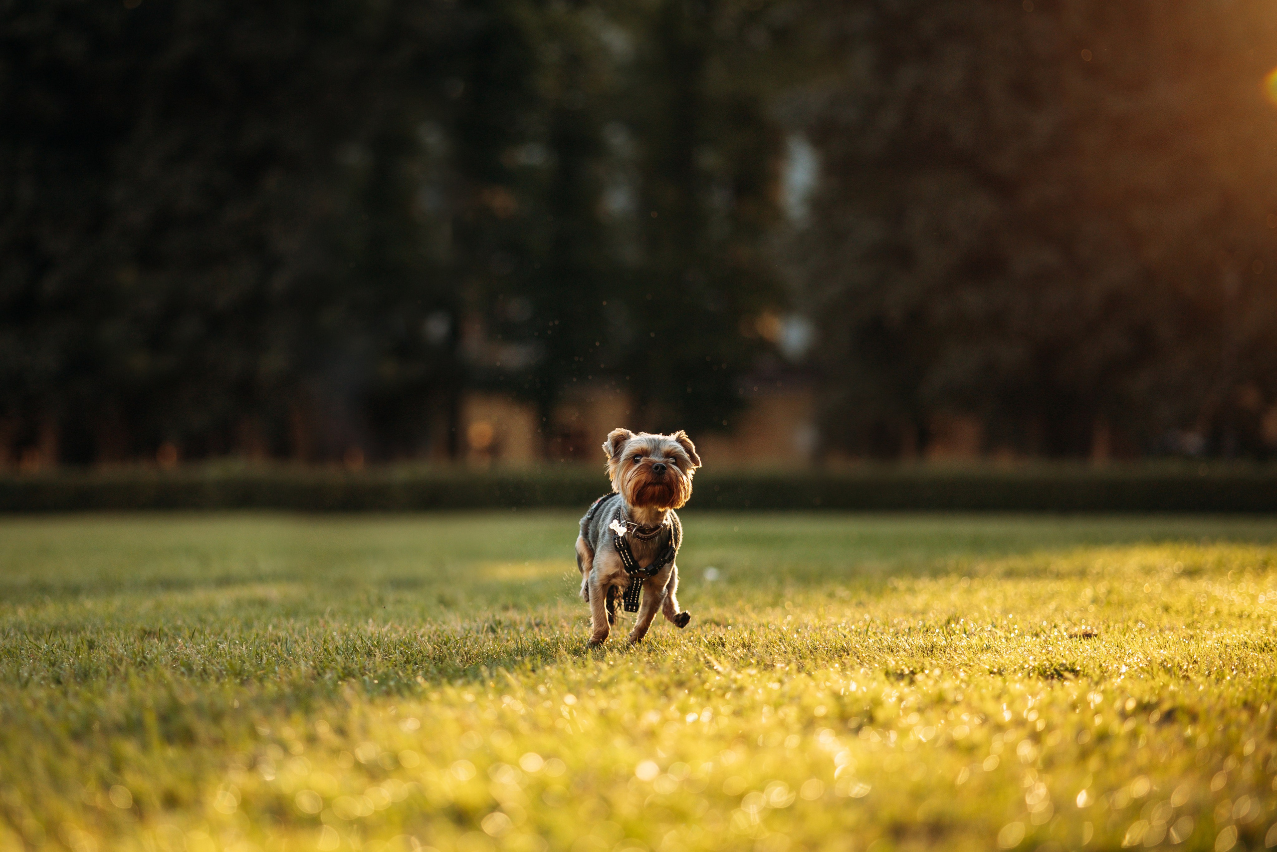 Филя и его семья. Фотограф — Анималист | Санкт-Петербург