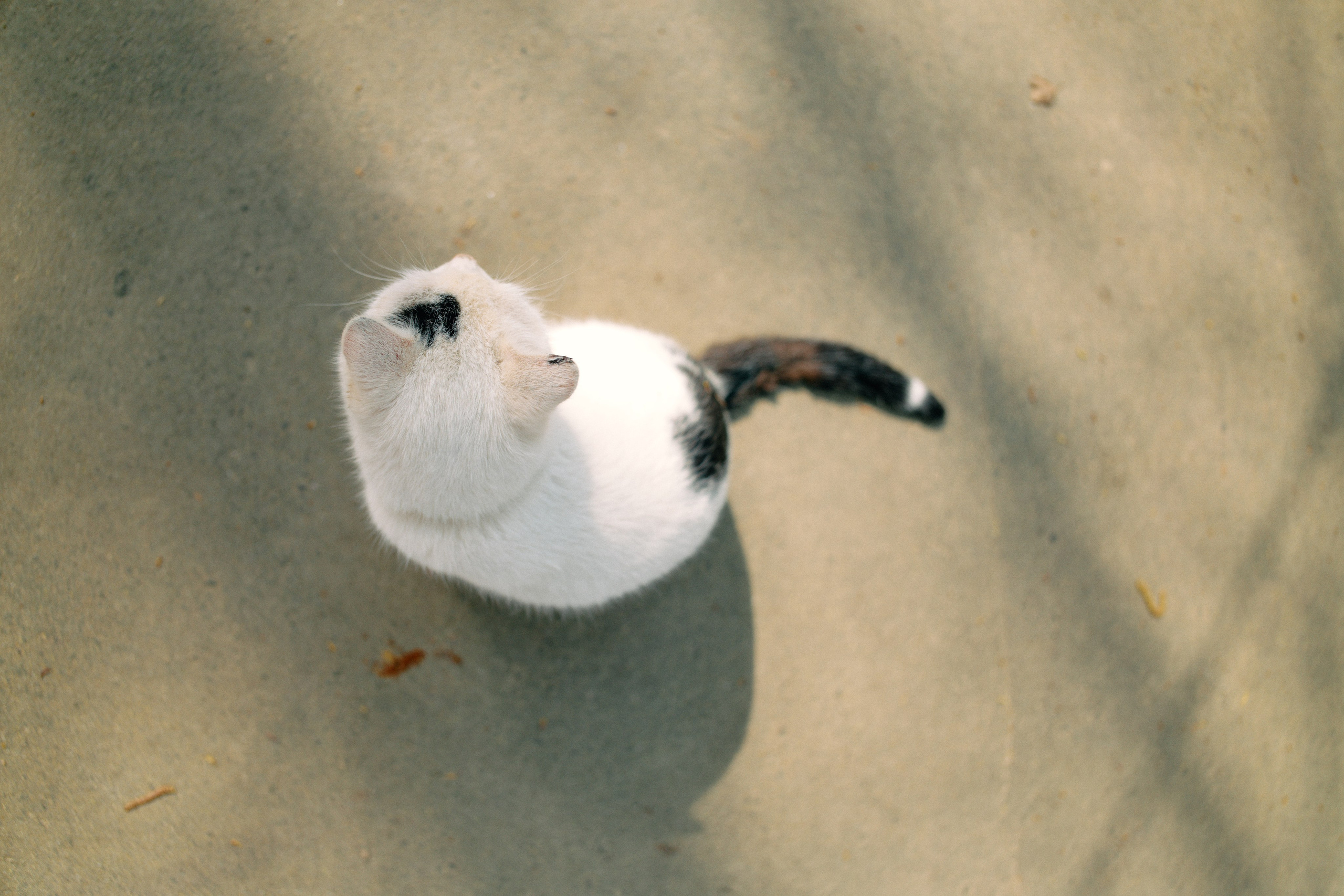 Бутик-отель Поле летом. Профессиональный Фотограф во Владимире, в Москве и в Суздале — Полина Романычева
