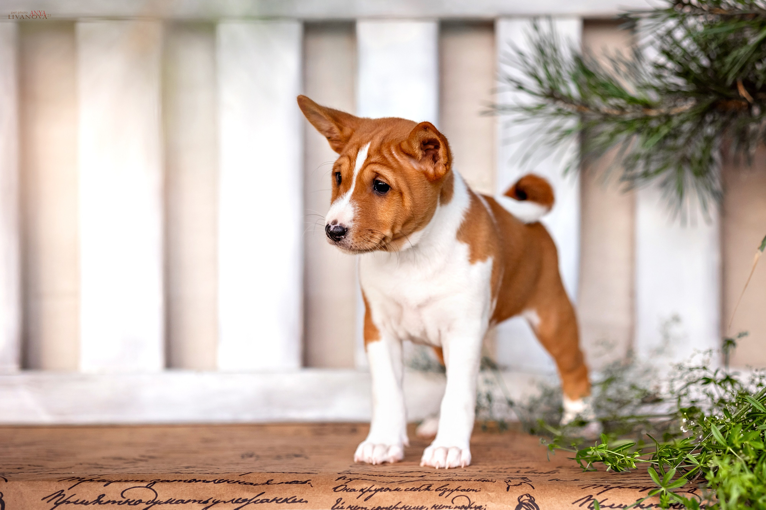 Басенджи. Фотограф анималист Аня Ливанова | Рыбинск