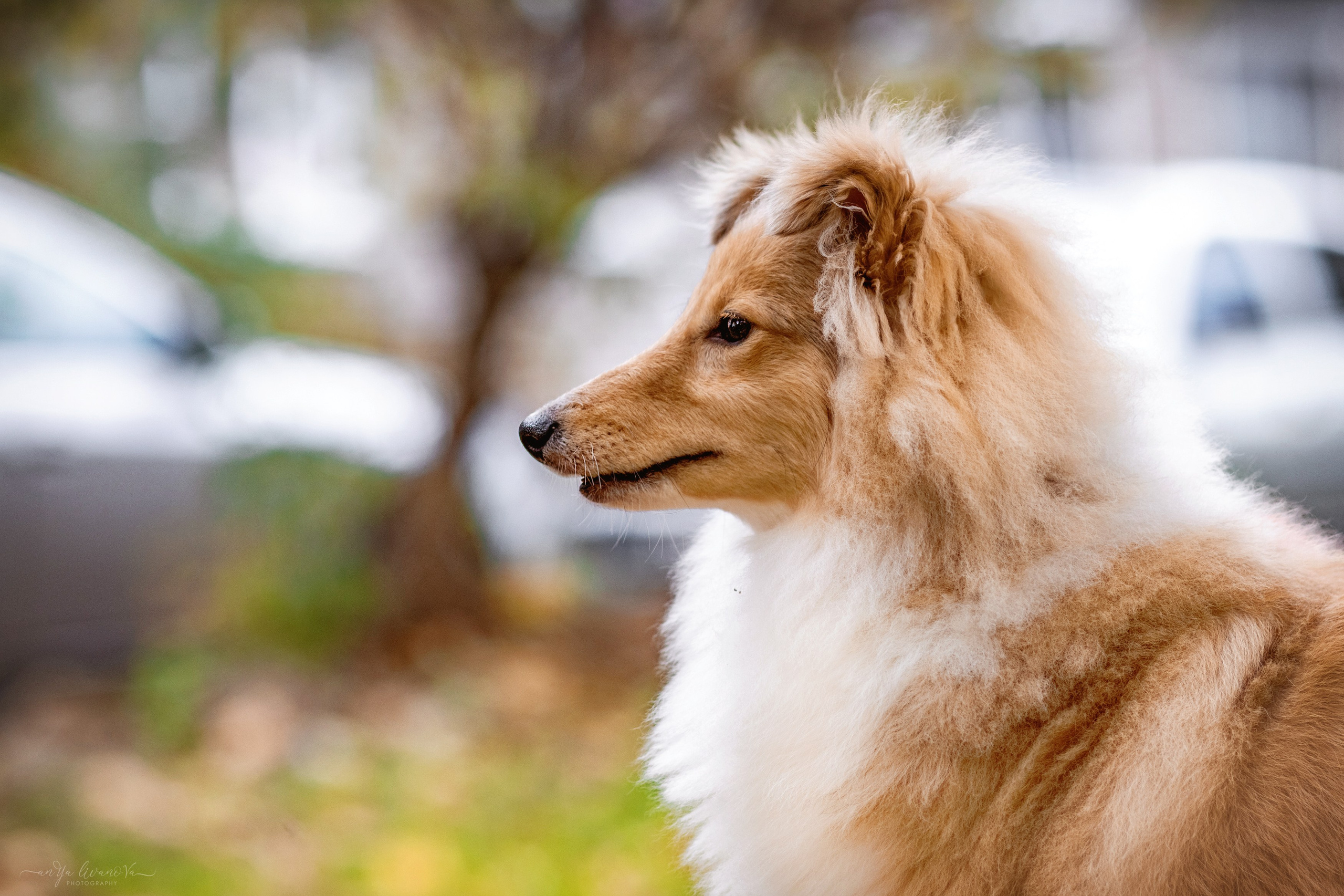 Бетти. Фотограф анималист Аня Ливанова | Рыбинск