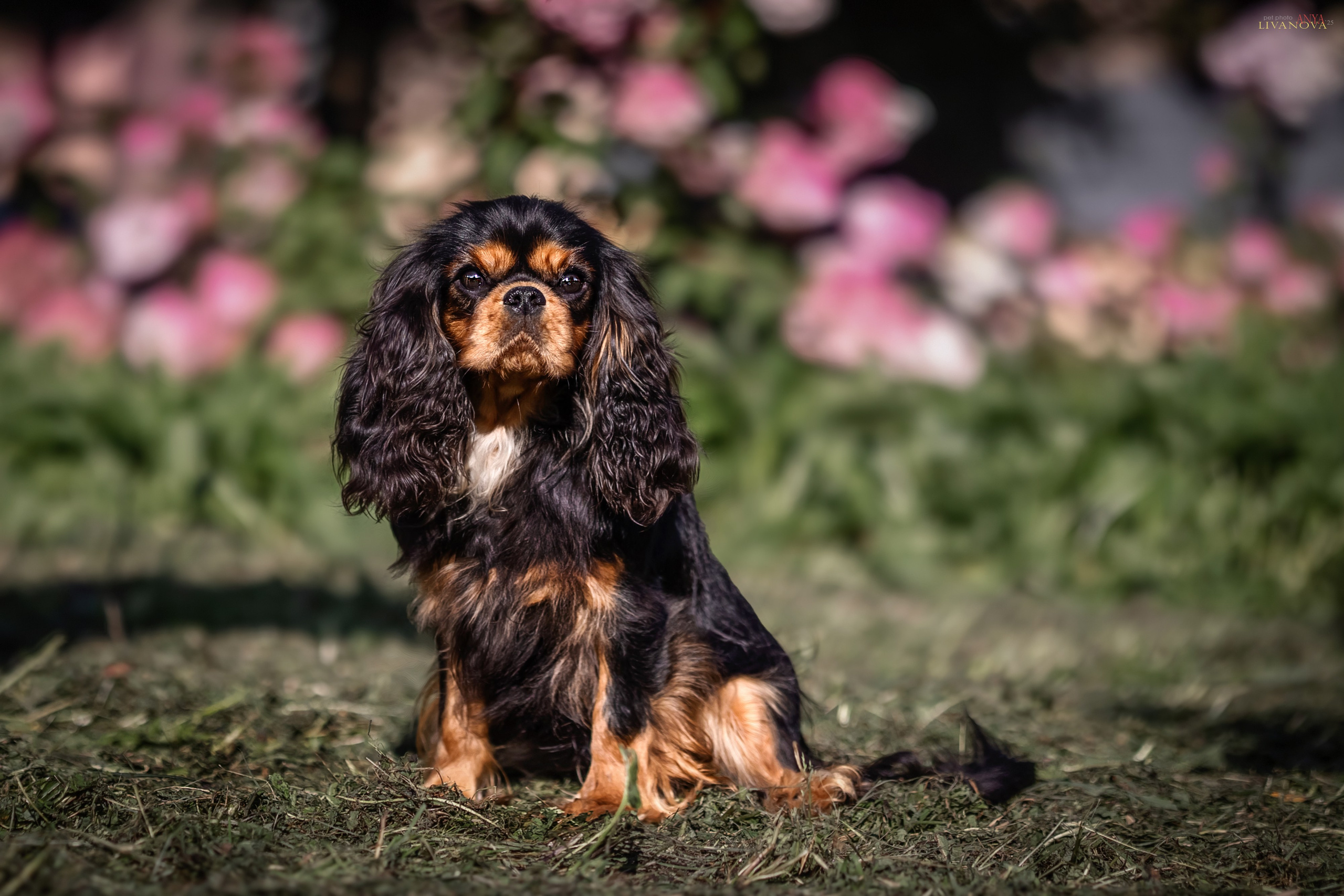 Кавалерчики. Фотограф анималист Аня Ливанова | Рыбинск