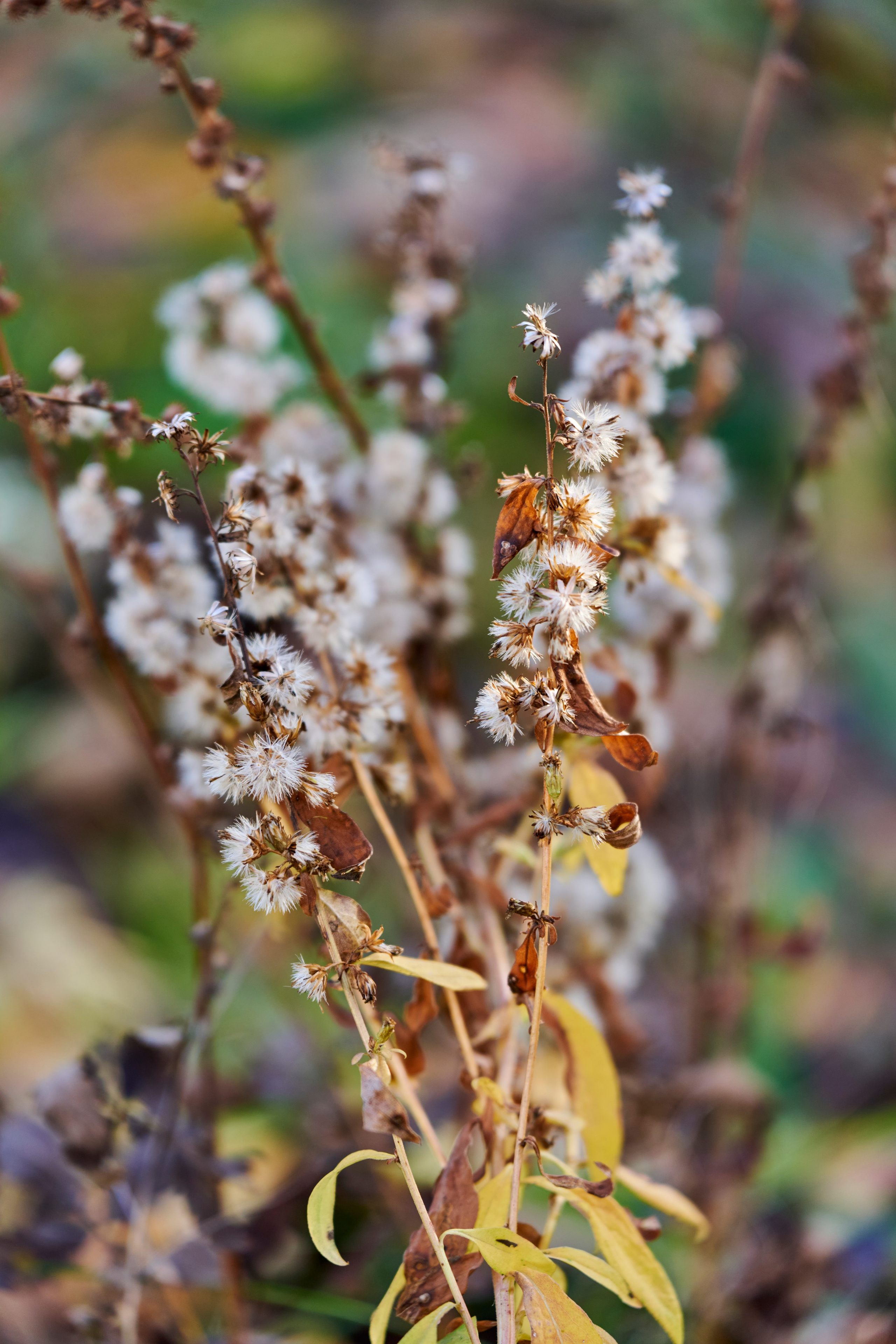 Ветка с мелкими цветами, фактура лепестков, размытый фон.