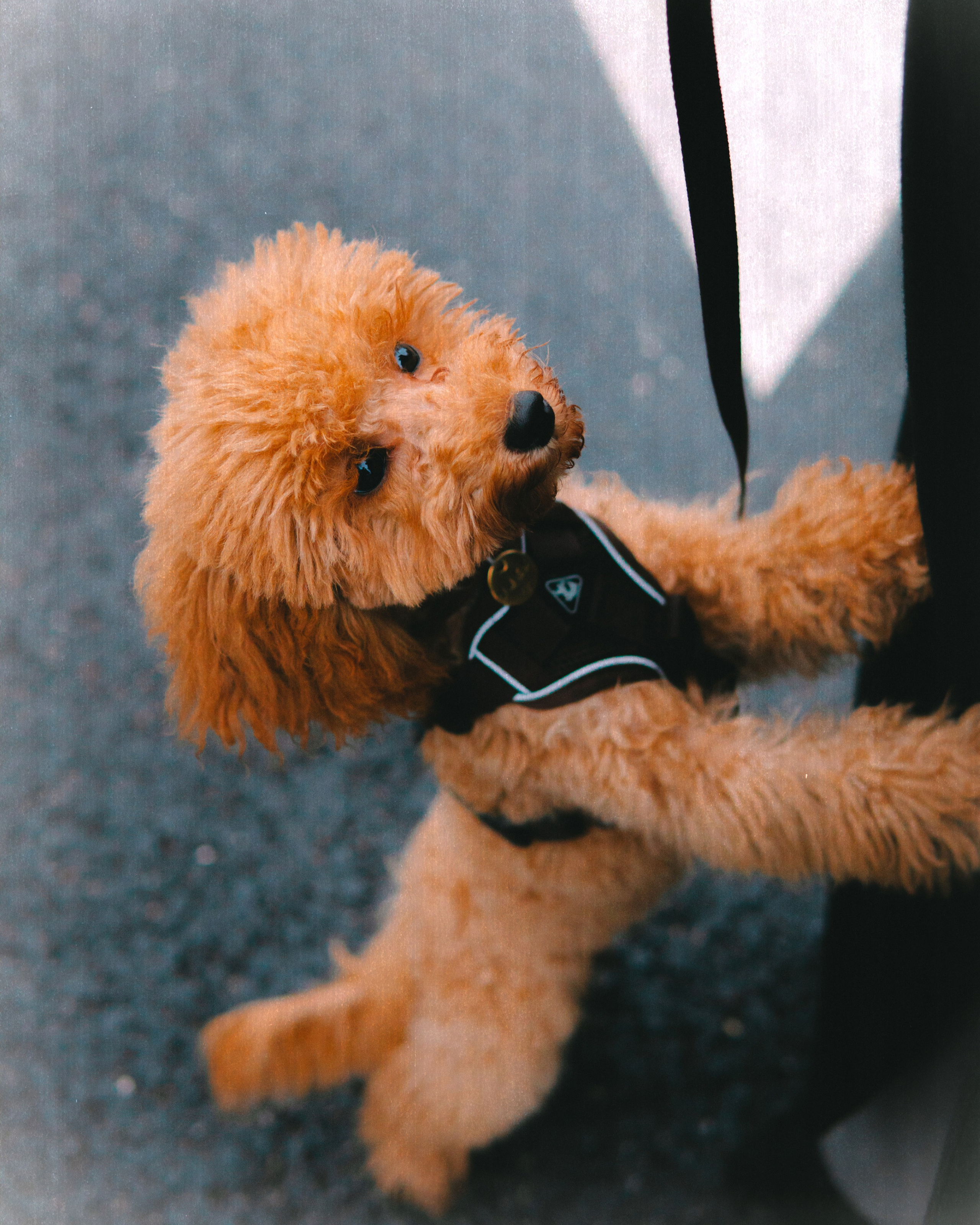 Ксюша и Умка. Фотограф Наталья Воронина Москва