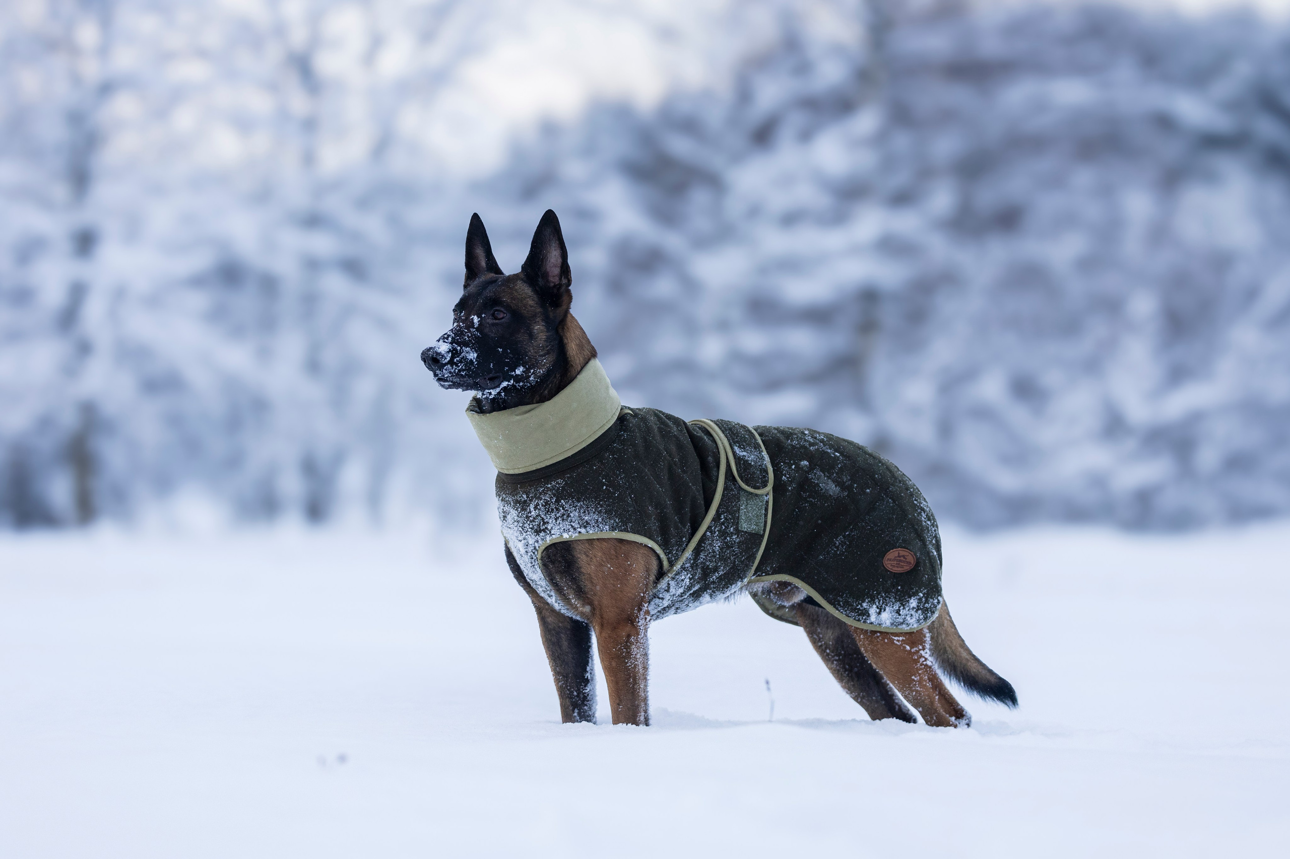 Брейвхунд. Фотограф-анималист Анна Маринич