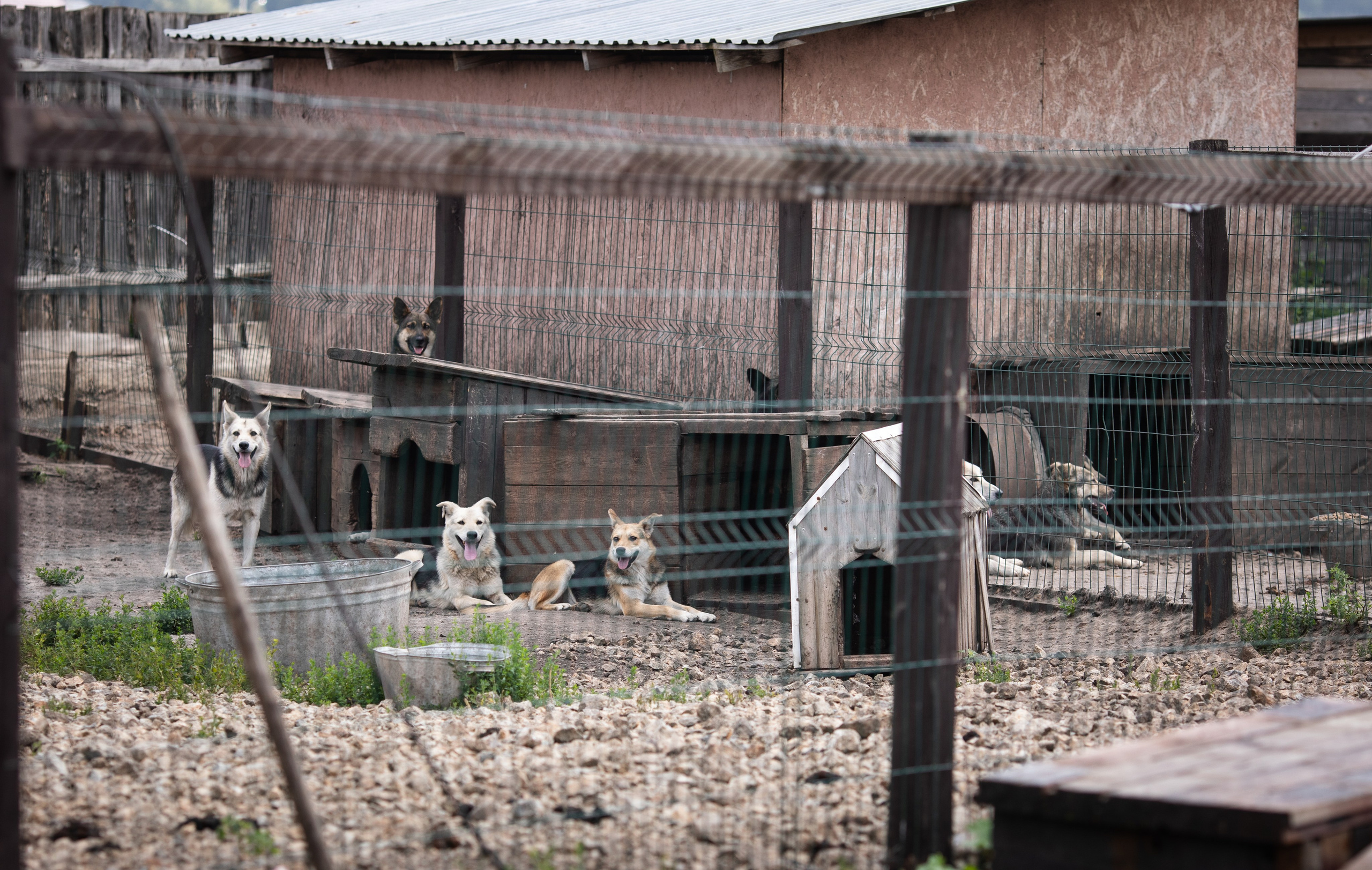 Приют — Наш дом. Репортажный и свадебный фотограф в Челябинске Елисеев Павел