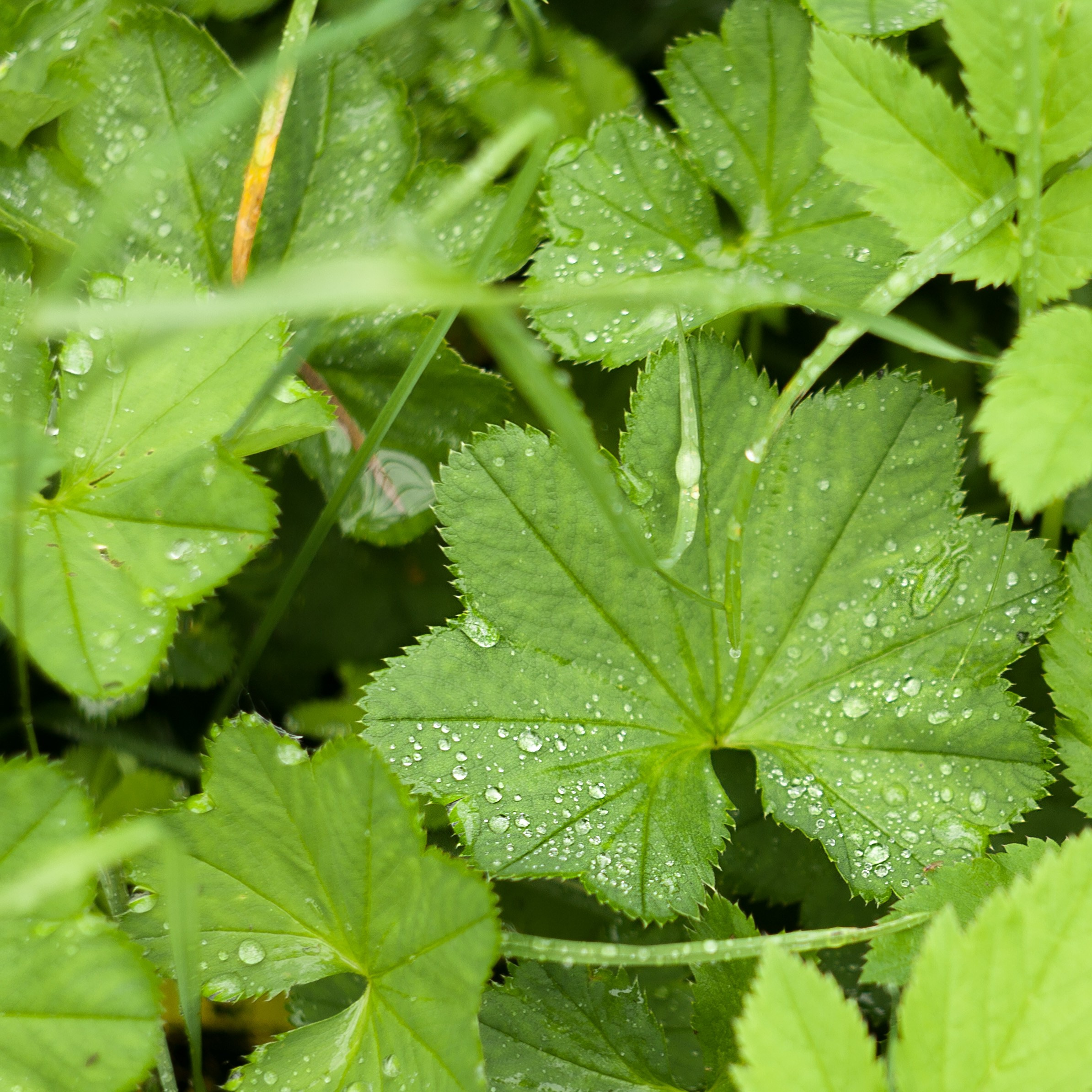 Травы. Природа севера