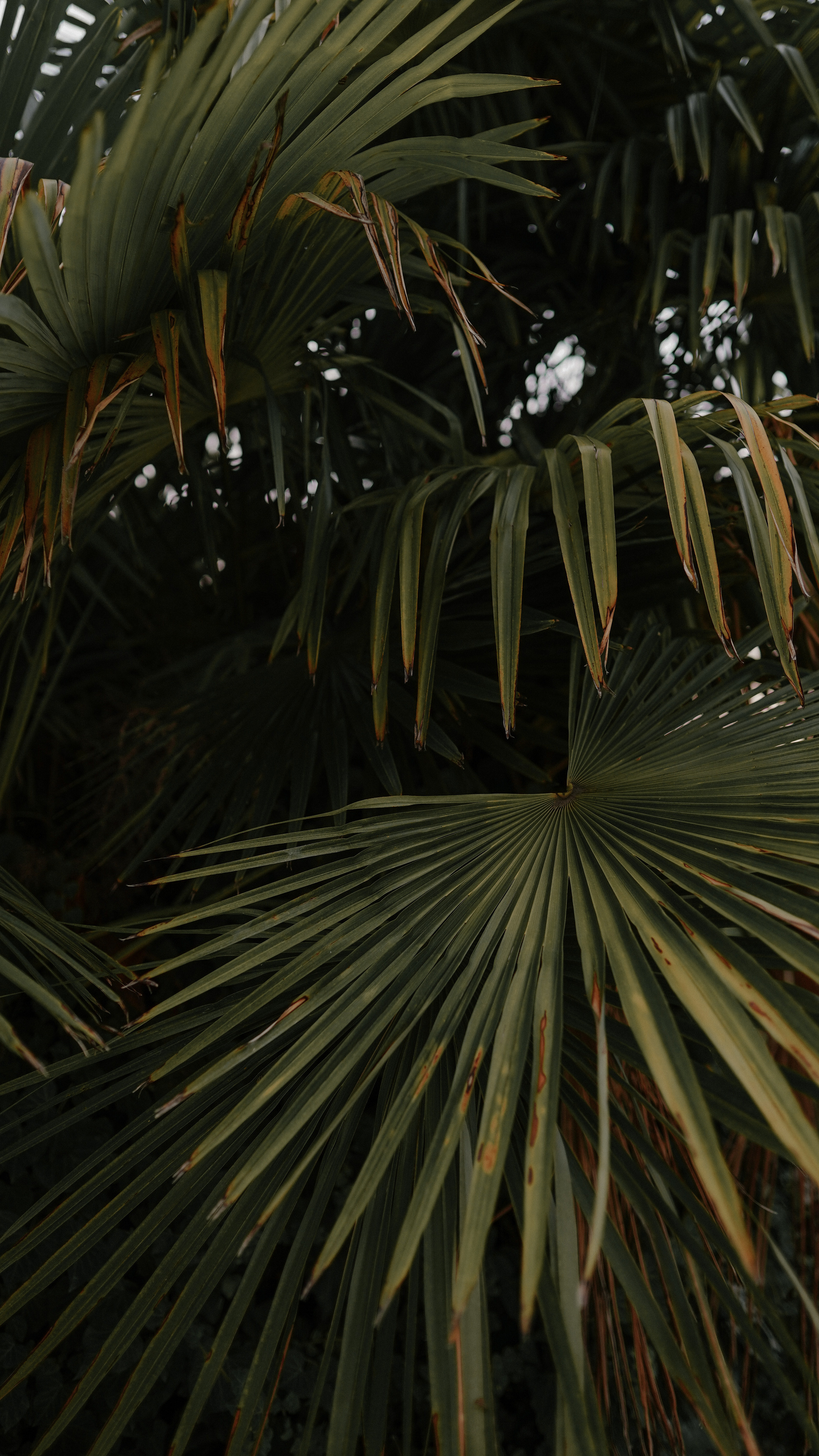 Санаторий Орджоникидзе. Милана Довгаль - семейный фотограф и видеограф  в Адлере и Сочи
