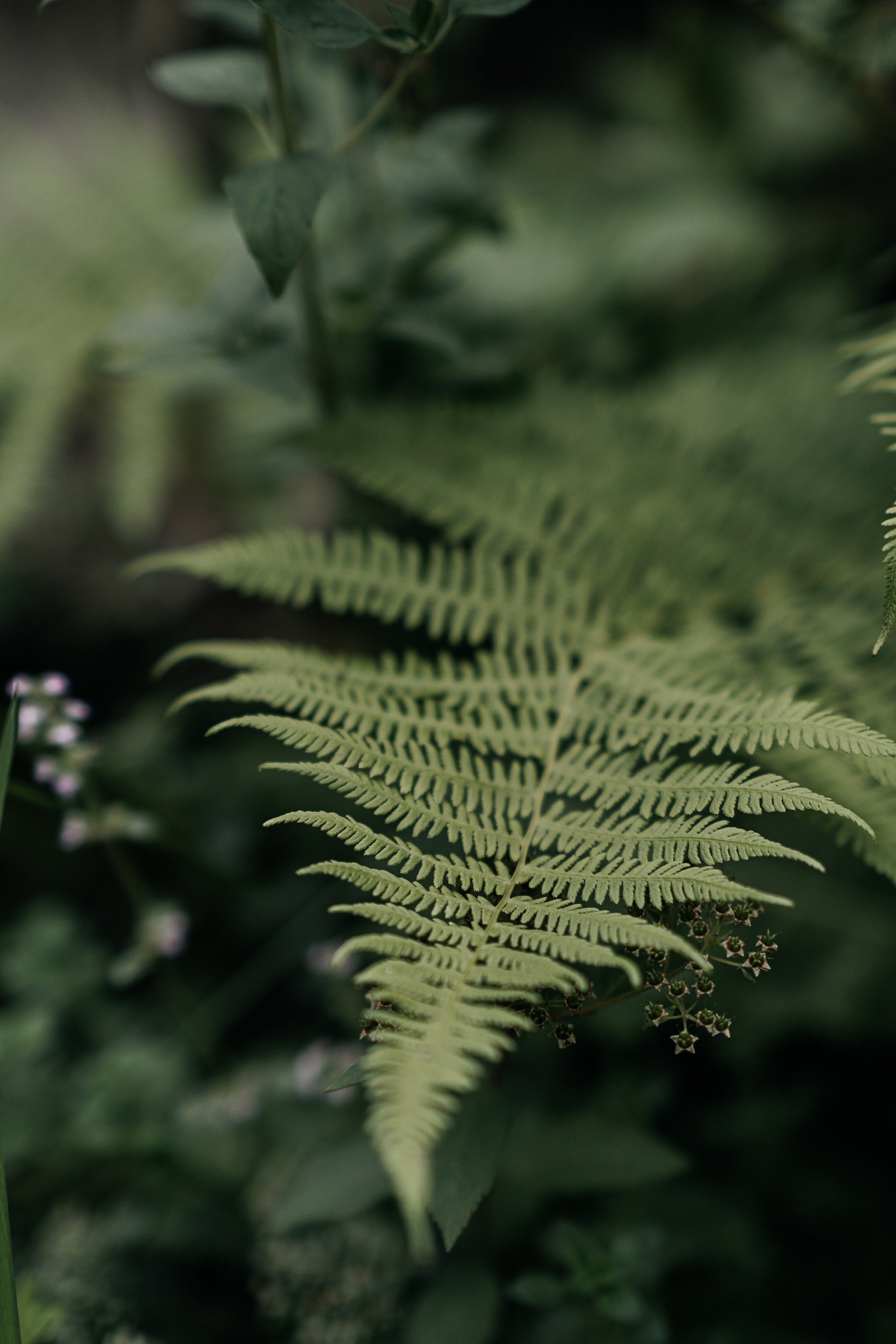 Кирилл_Карина. Свадебный и семейный фотограф Барнаул Рубцовск Бийск Алтайский край
