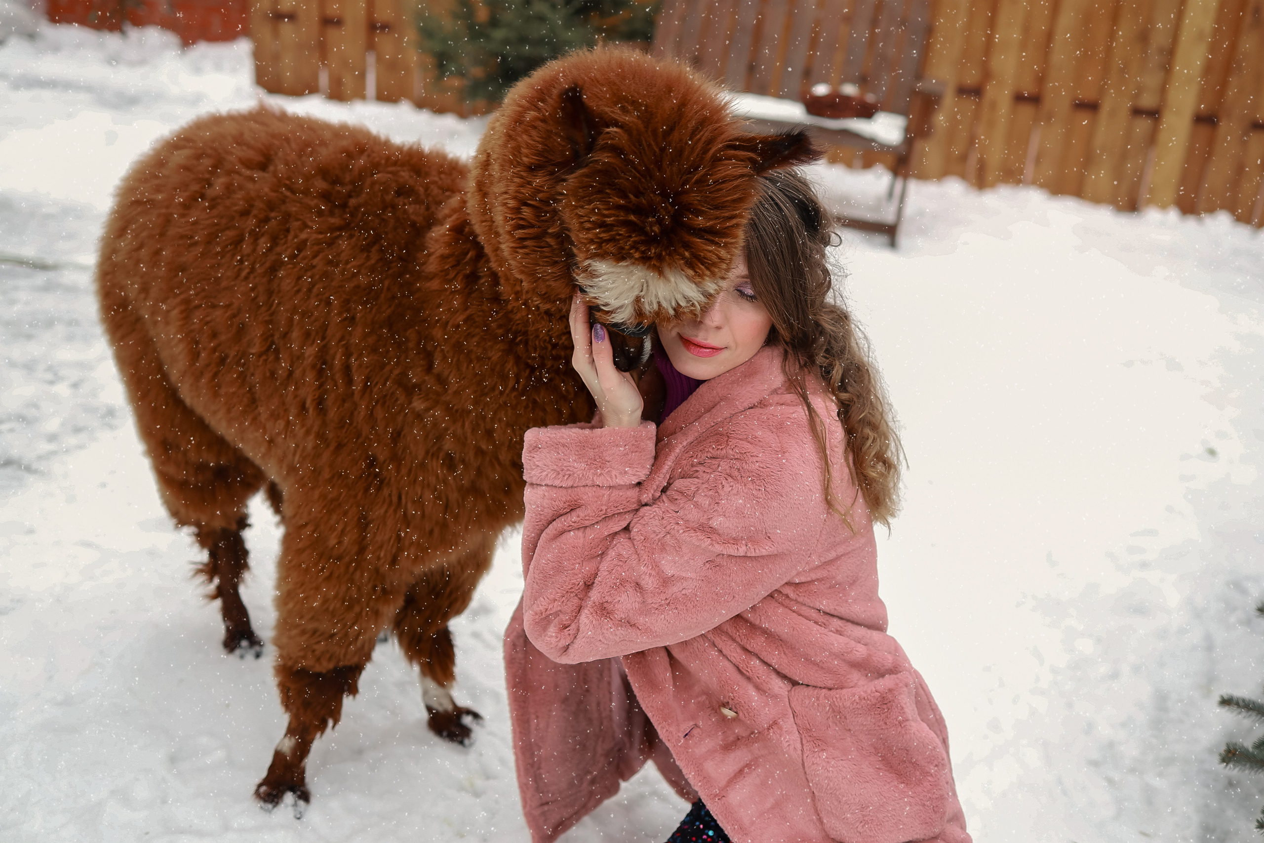 Фотосессия с Альпакой. Иванова Ирина Свадебный и семейный фотограф г. Уфа