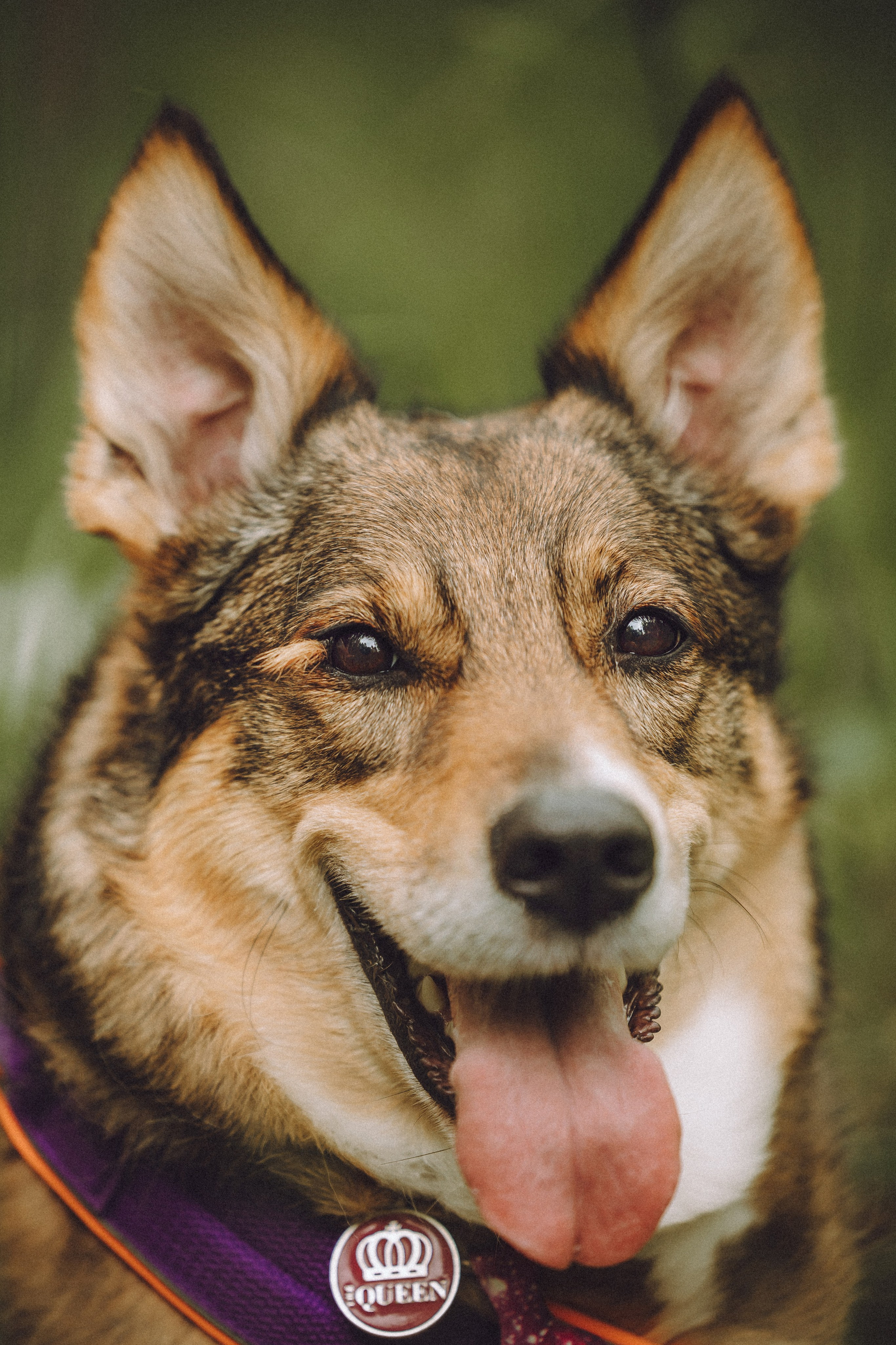 Груша, Данни, Фунтик и их семья