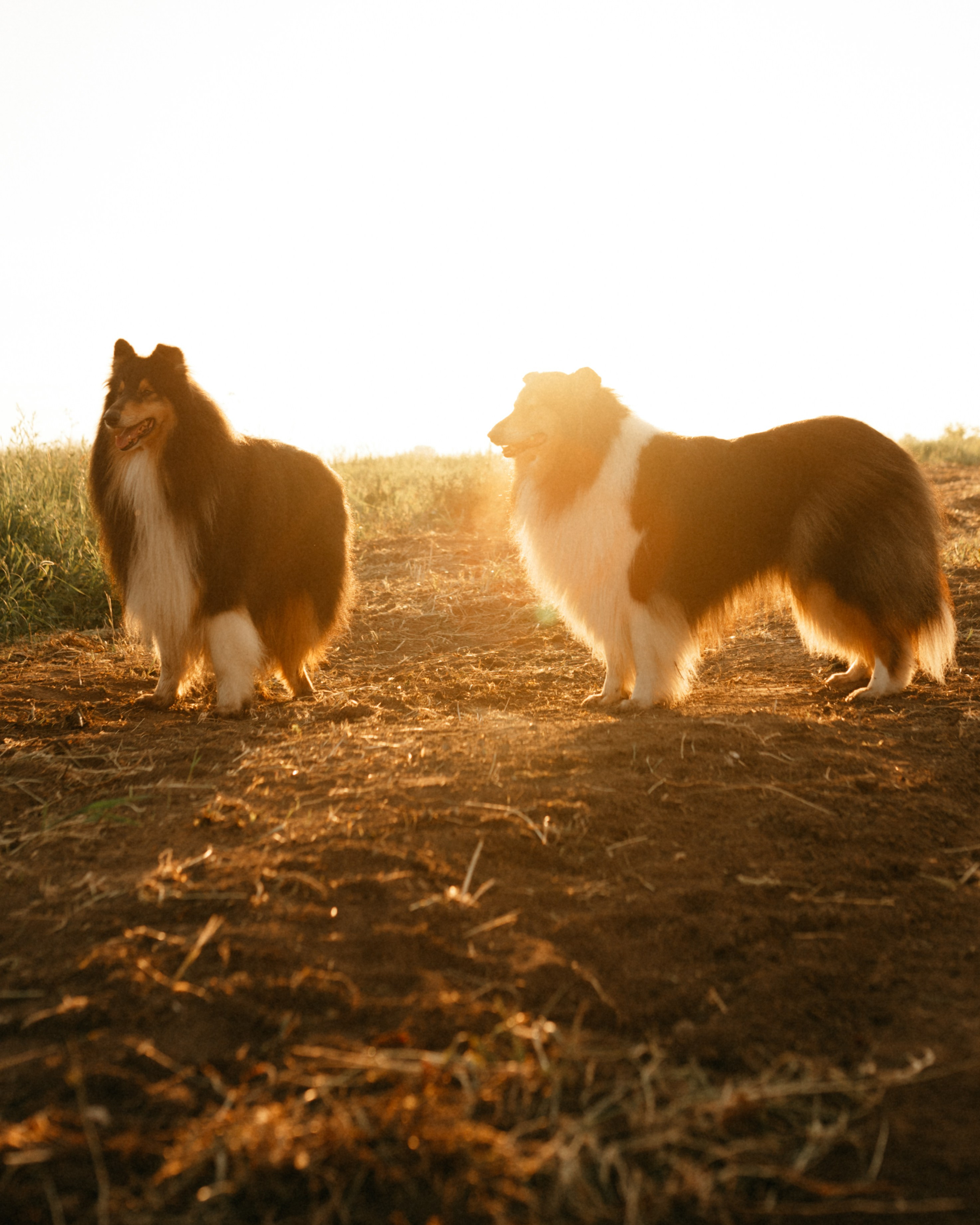 Таня и её пушистые друзья. Фотограф анималист в Москве Ольга Агушева