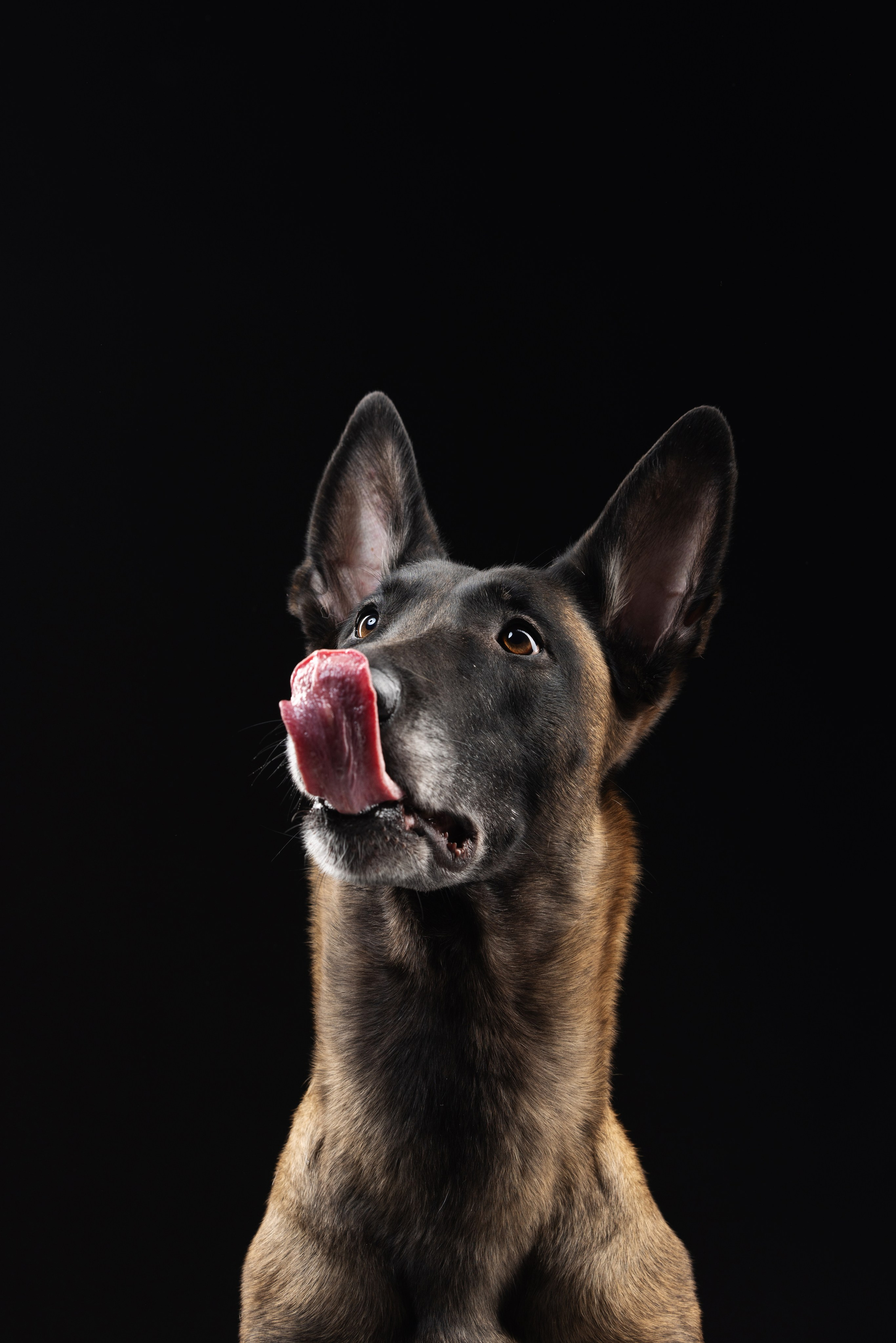 Жара и Делфи. Фотограф анималист Осипчикова Мария