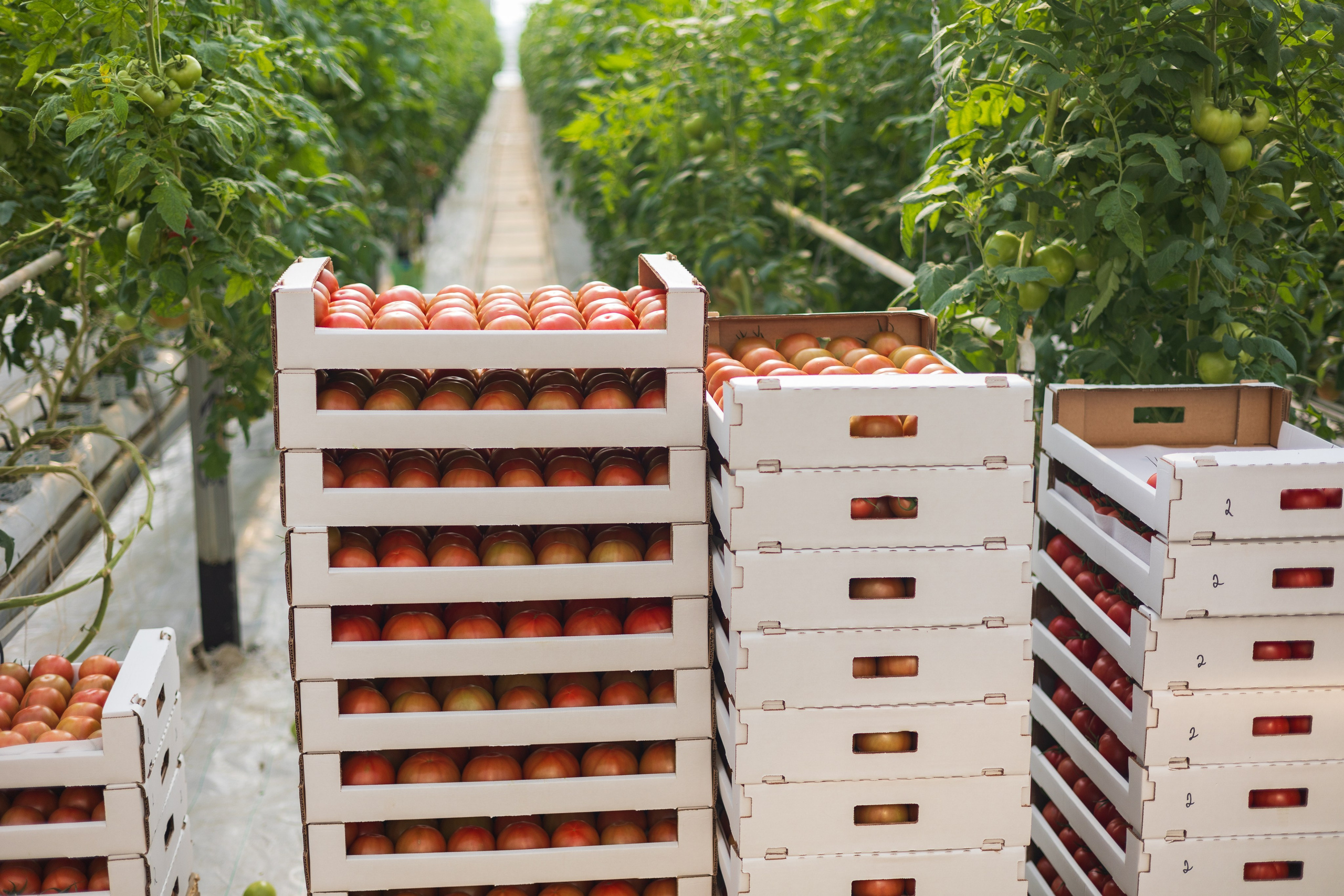 БИОЭНЕРГИЯ — Производство субстрата для теплиц, маты для выращивания