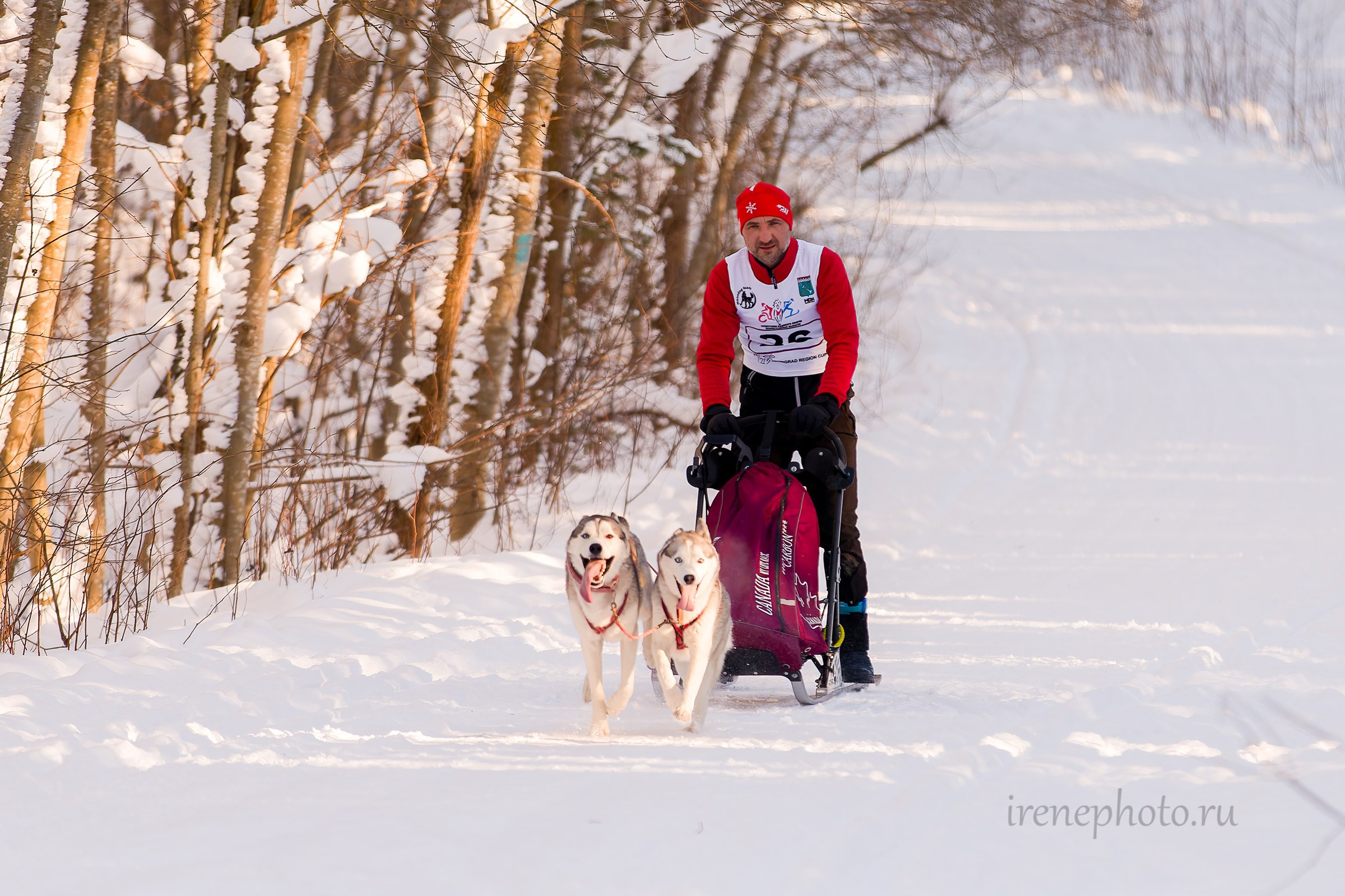 Чемпионат и Первенство Ленобласти — зима 2026. Irenephoto.ru