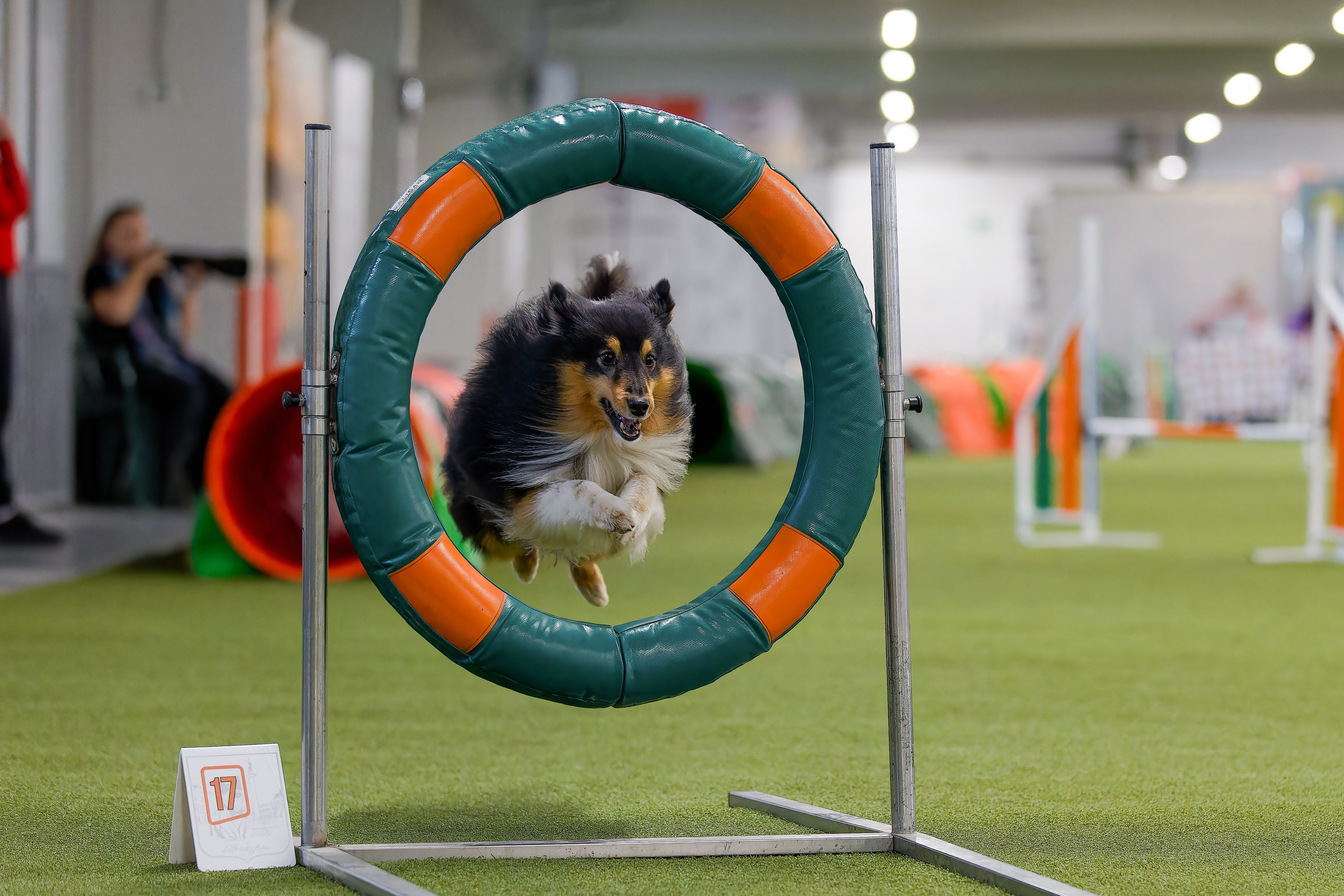 Кубок Пёсбурга 2025. Irenephoto.ru