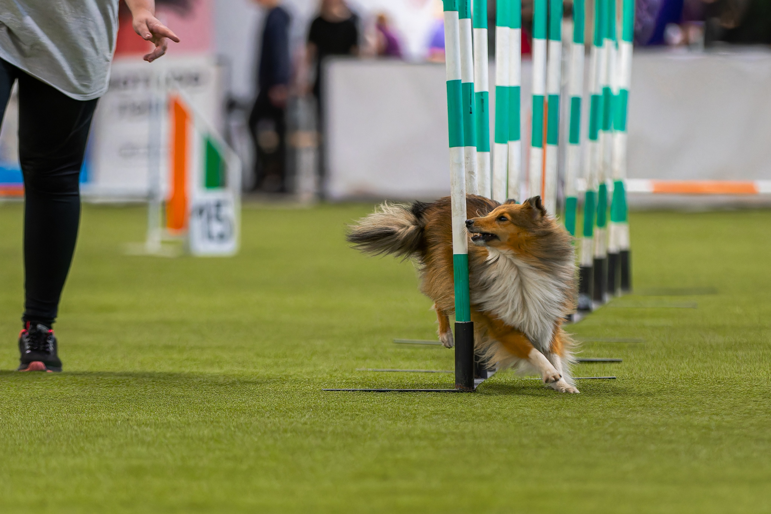 Baltic Cup 2024. Irenephoto.ru