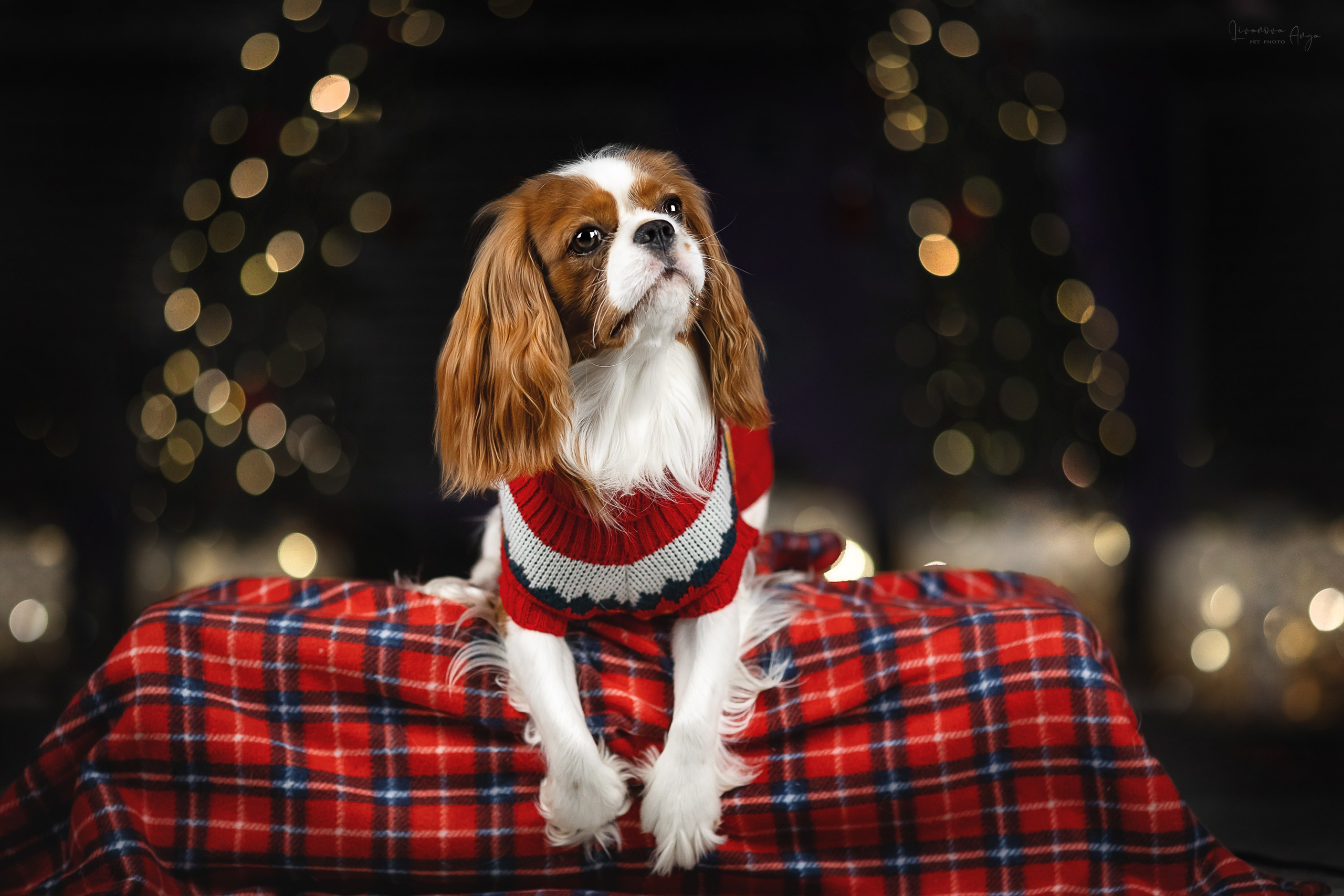 Фотодень_2 2025. Фотограф анималист Аня Ливанова | Рыбинск