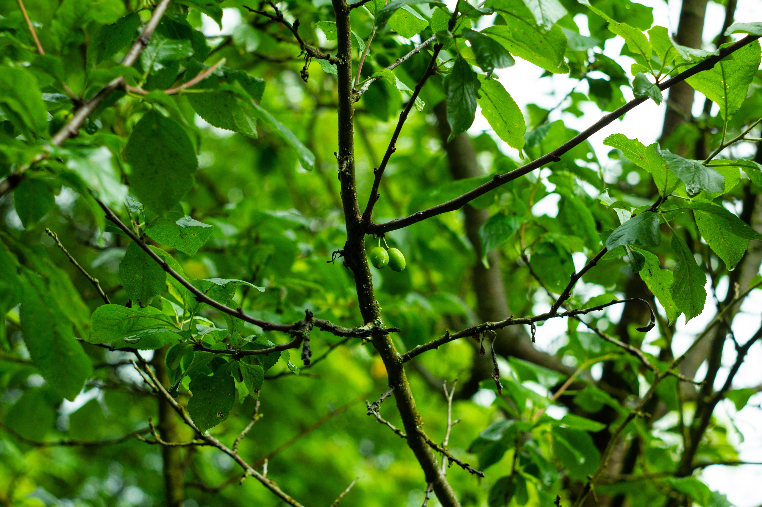 Dacha vibes. Папка кадров 📁