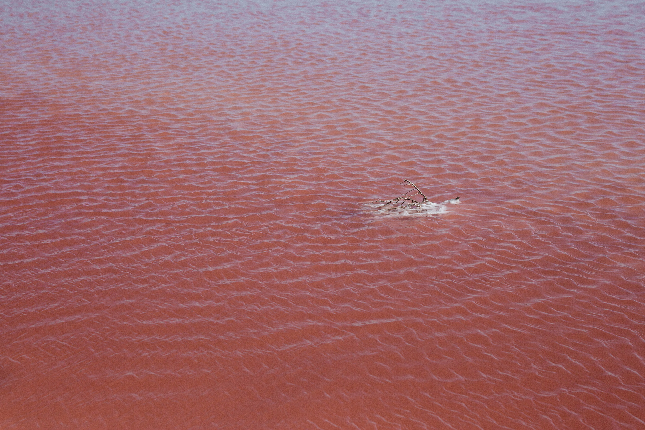 РОЗОВЫЙ ВЕТЕР. Свадебный и семейный фотограф в Анапе/Новороссийске Виктория Чайка