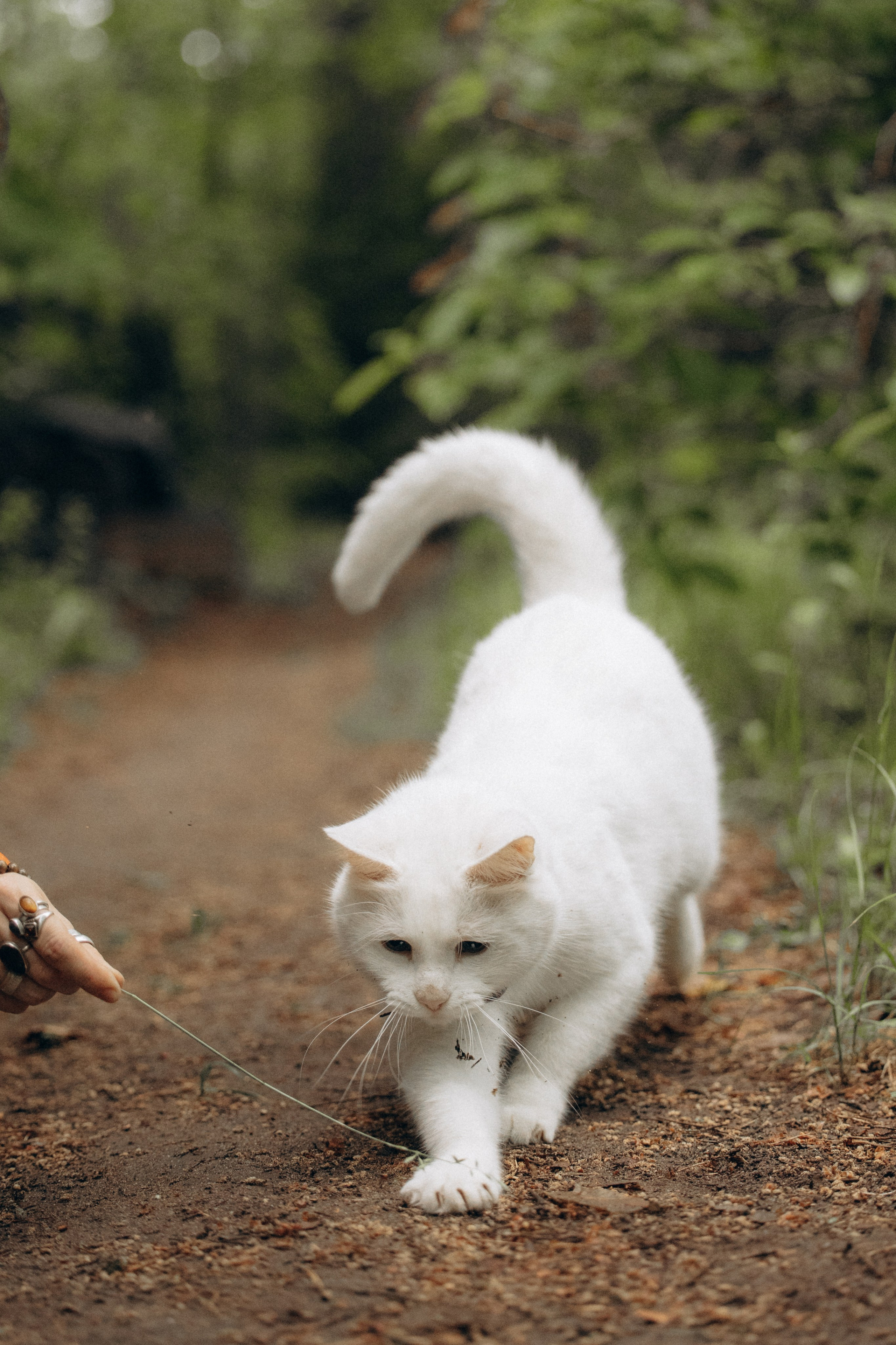 Настасья и кот Шалфей. Фотограф анималист в Казани Алина Сулейманова. Фотограф животных