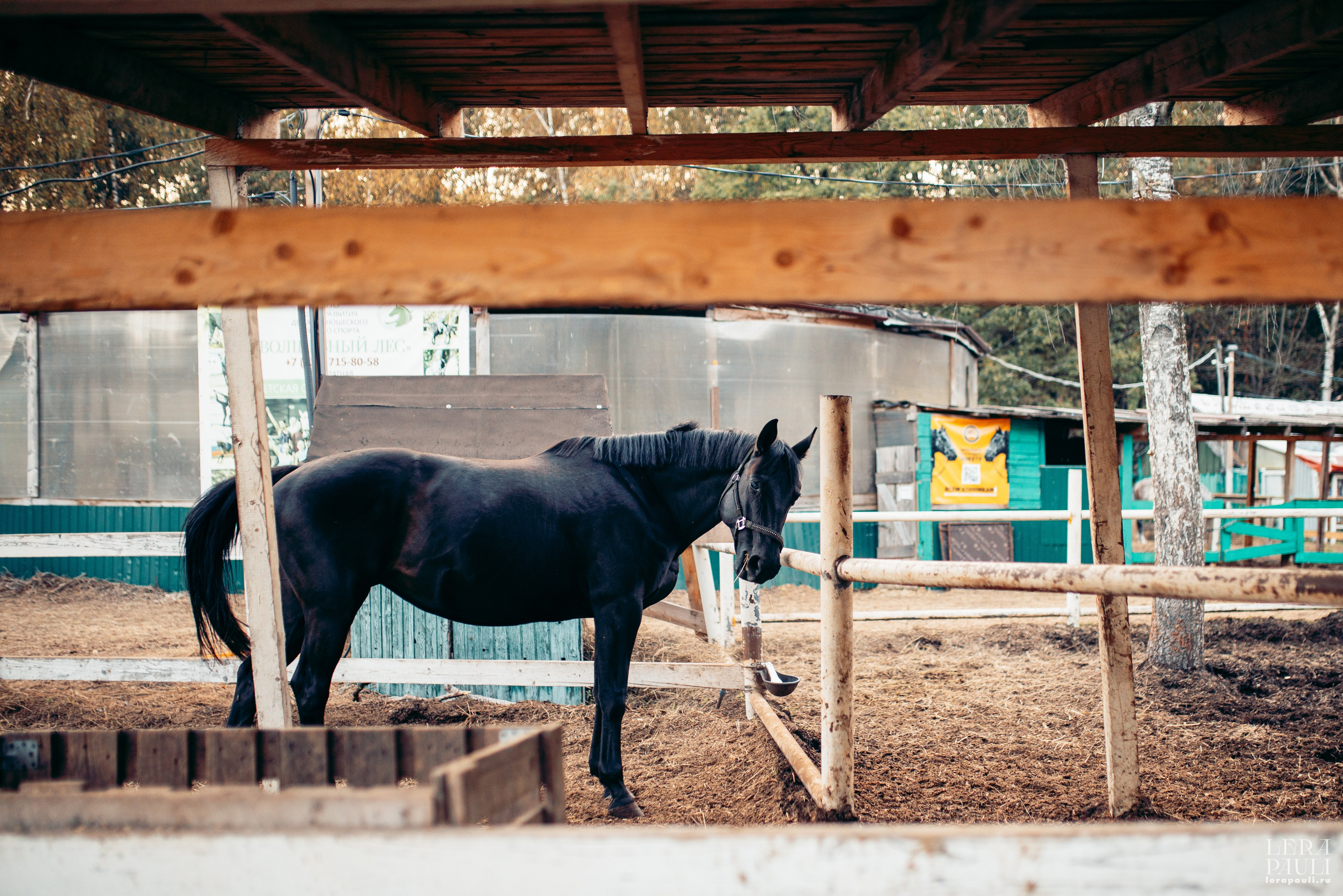 ДПСО «ЛизаАлерт». Главная