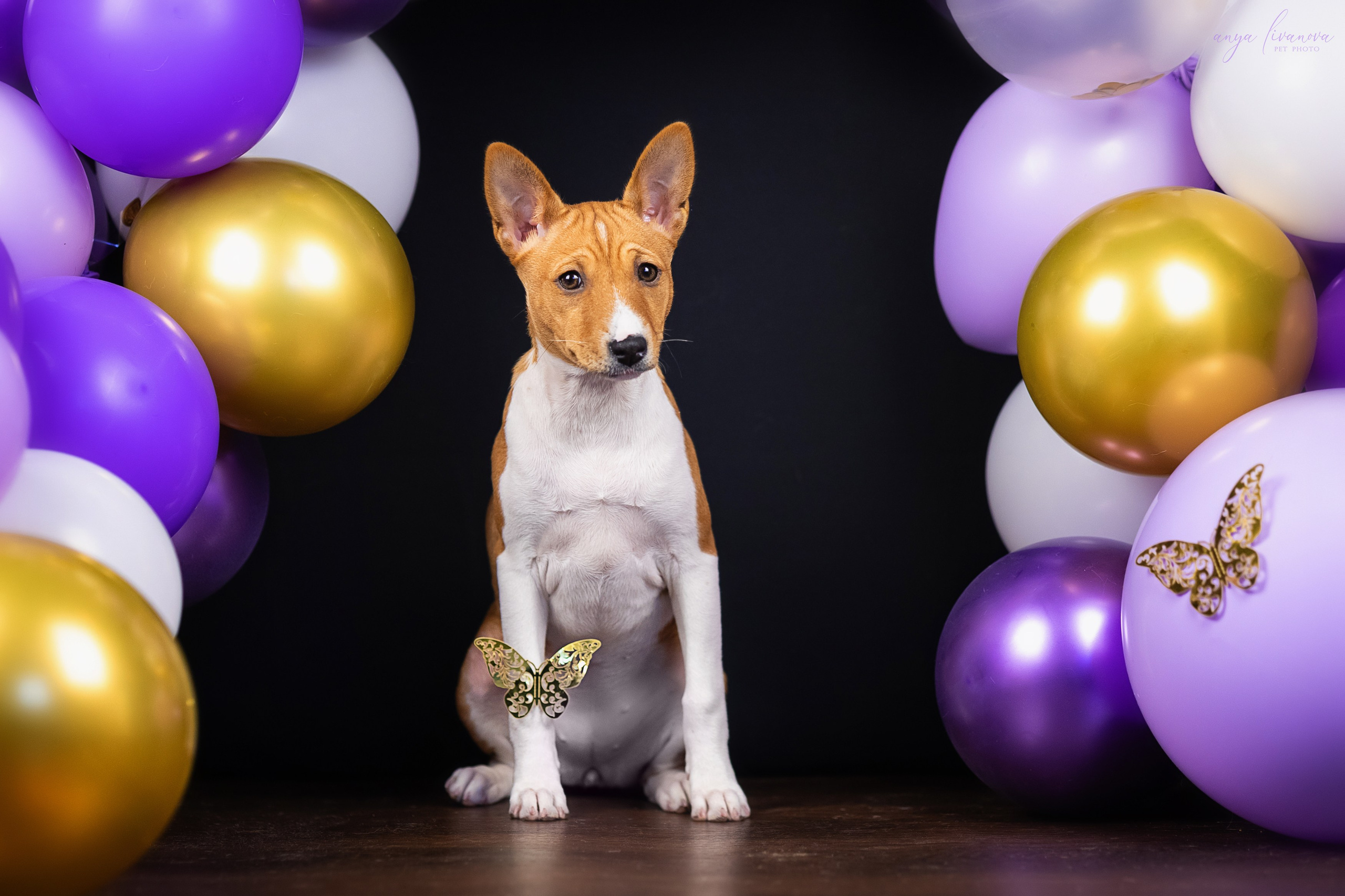 Баси. Фотограф анималист Аня Ливанова | Рыбинск