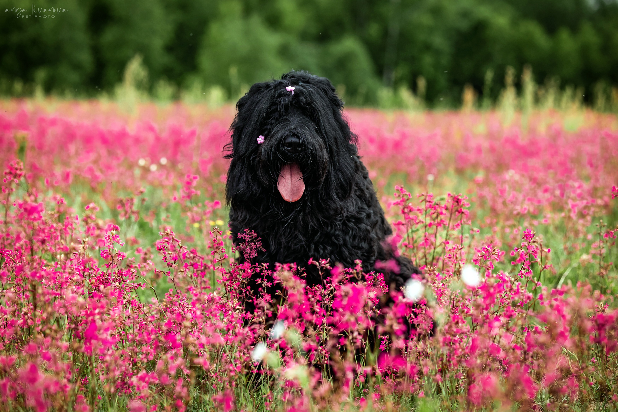 Смолка клейкая. Фотограф анималист Аня Ливанова | Рыбинск