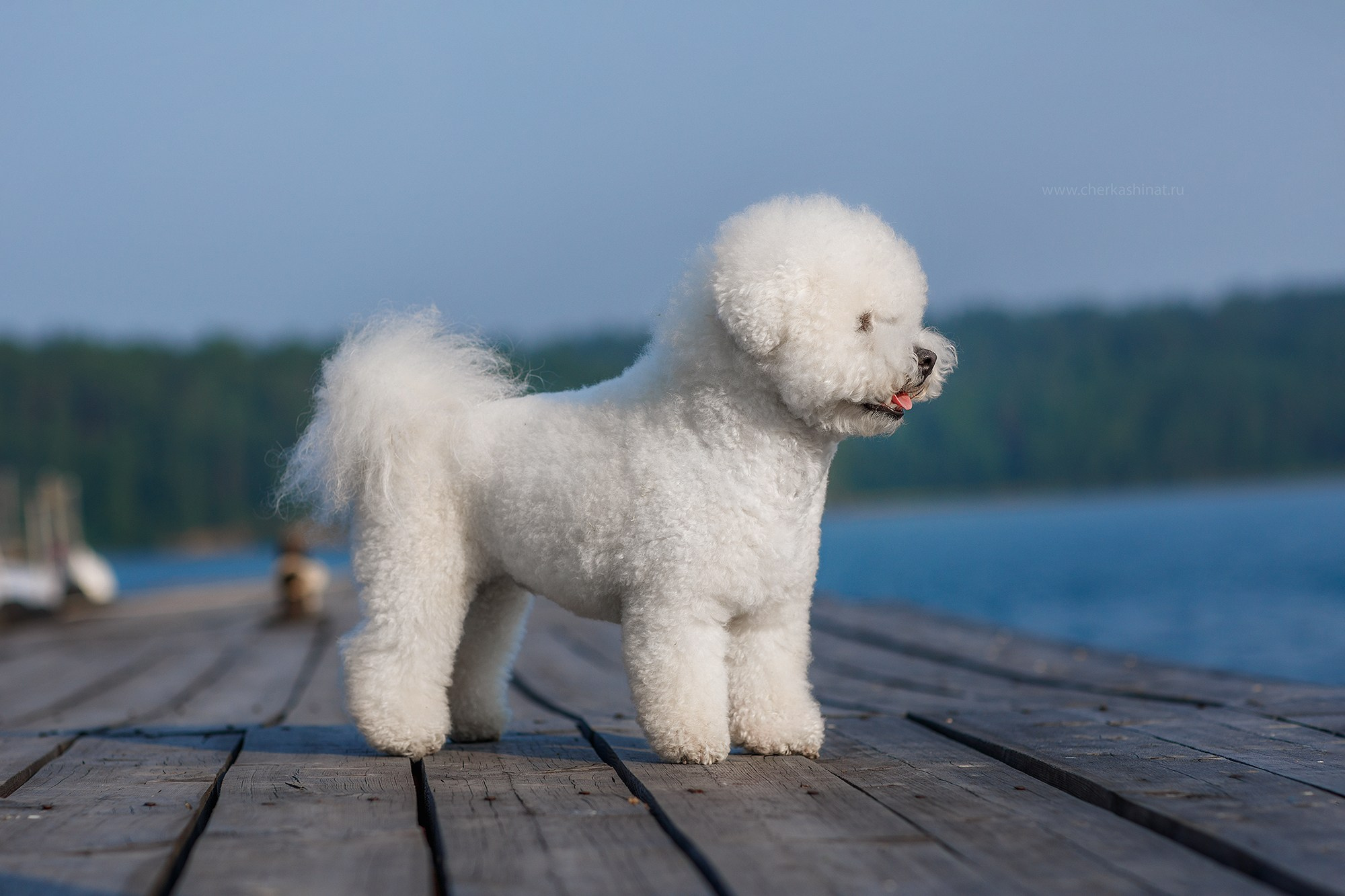 История про Катю, Купера и Добби. Детский фотограф в Иркутске Татьяна Черкашина