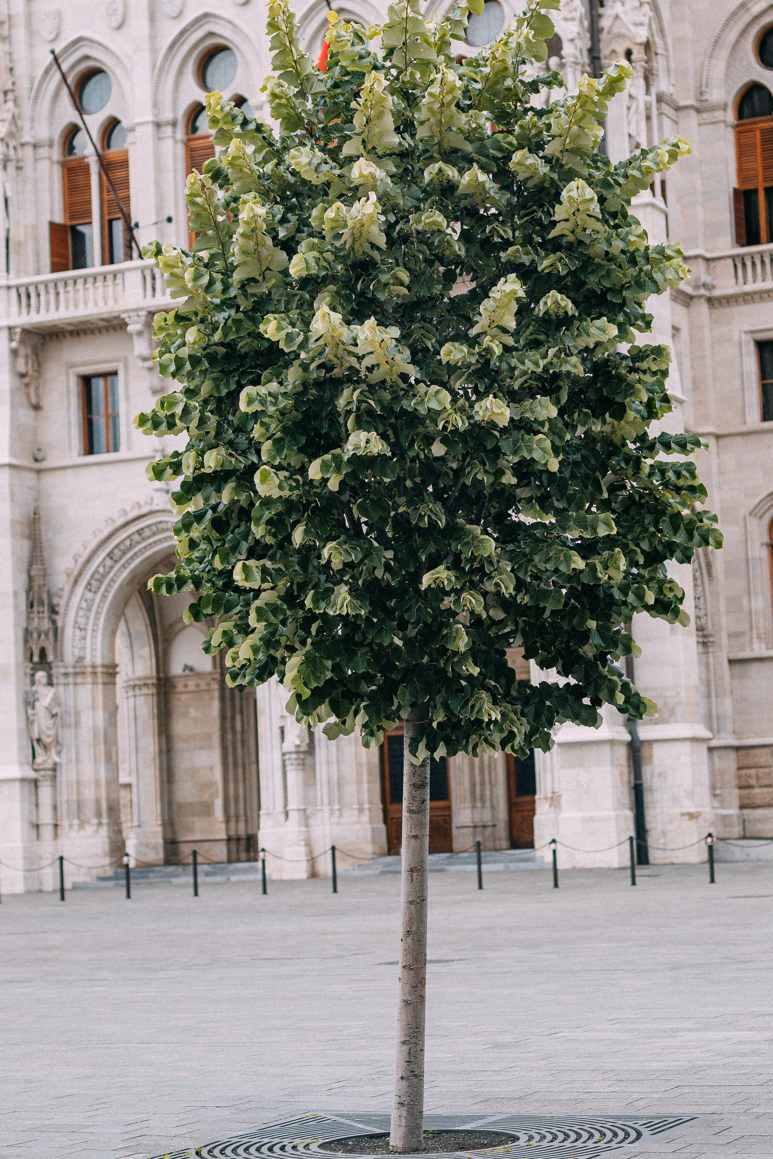Будапешт. Аня Степанова