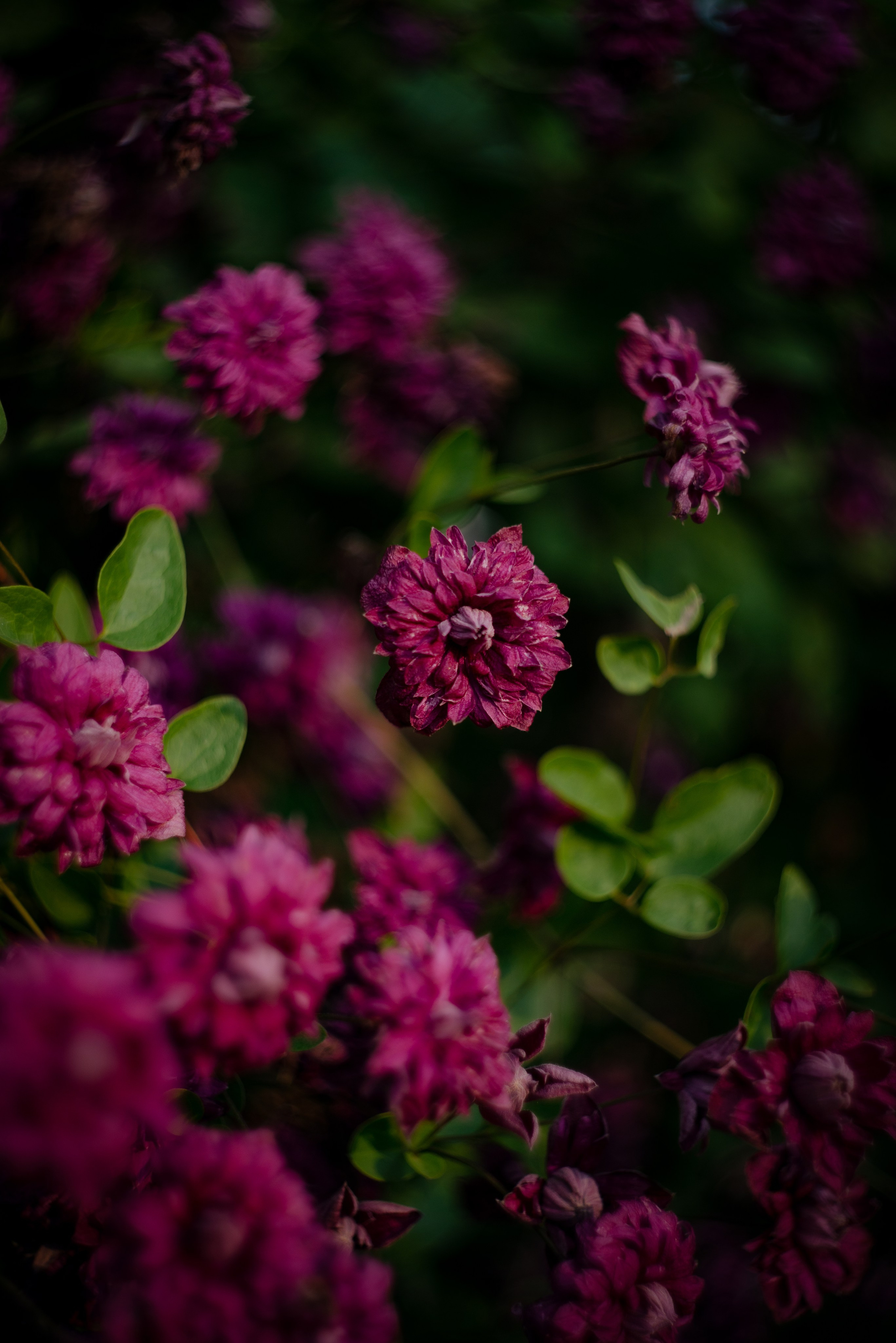 Flowers. Фотограф г. Санкт-Петербург