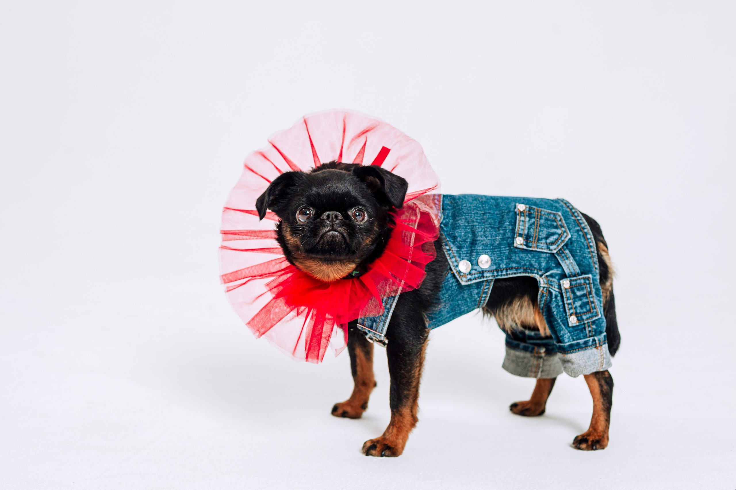 Бульвстреча 2025. Фотограф-анималист Татьяна Степанова