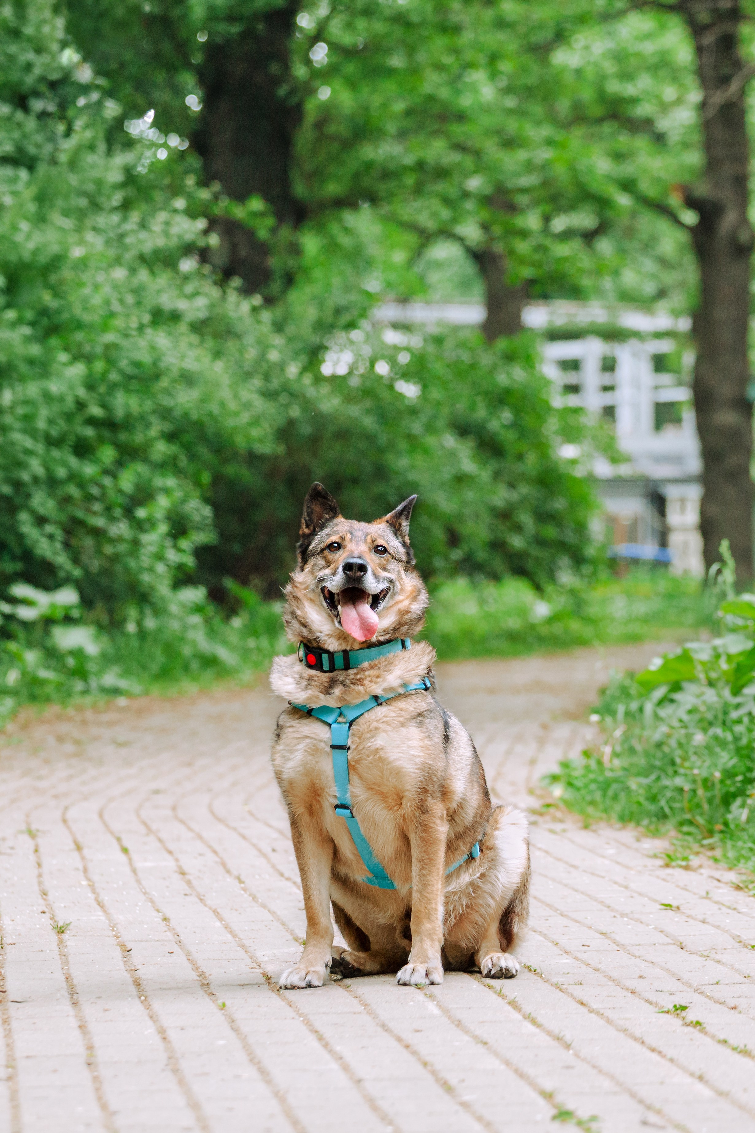 Собаки из приюта Дубовая роща лето 2025. Фотограф-анималист Татьяна Степанова