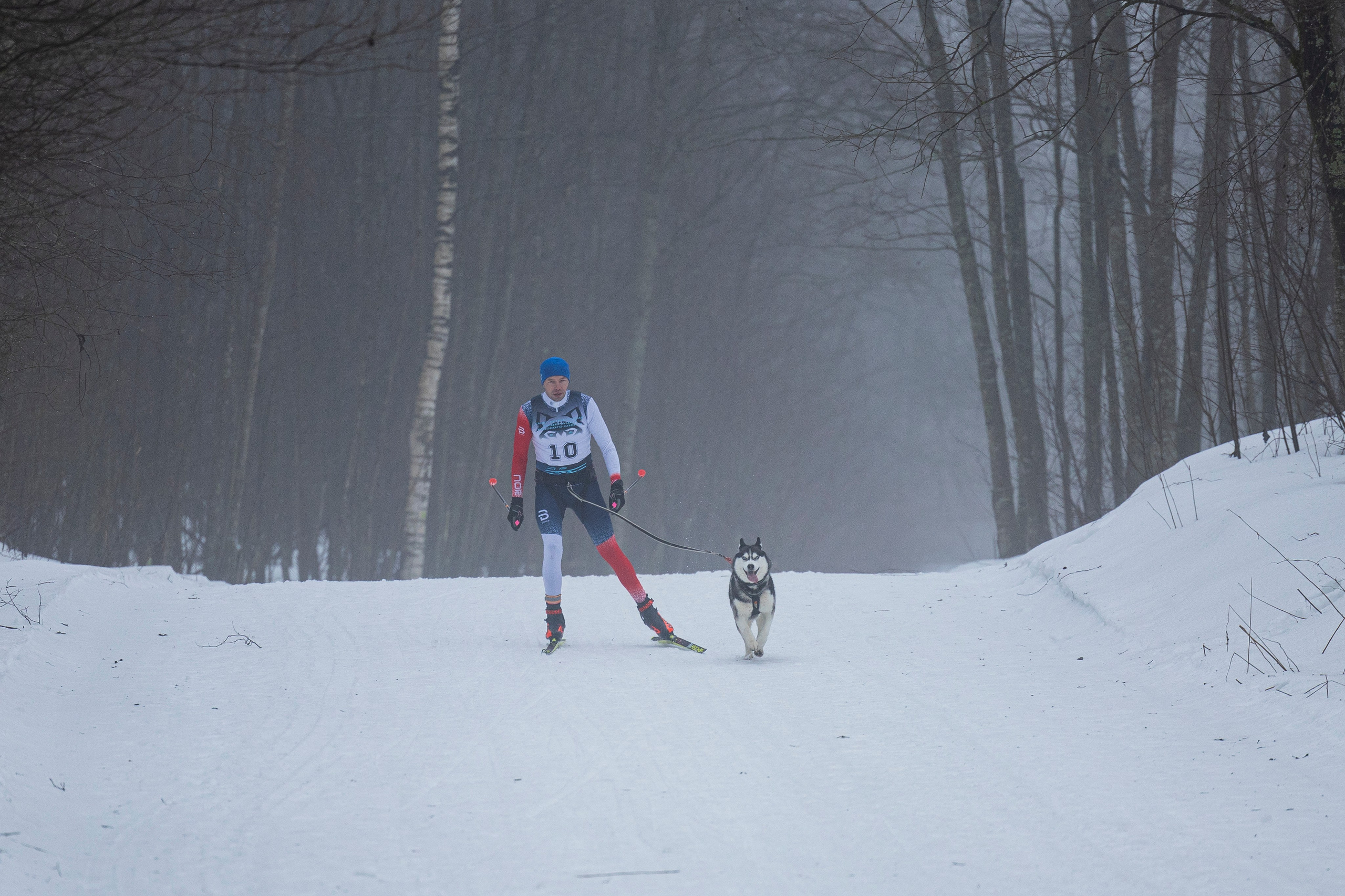 Зимний Чемпионат Санкт-Петербурга по ездовому спорту. Фотограф-анималист Анна Маринич