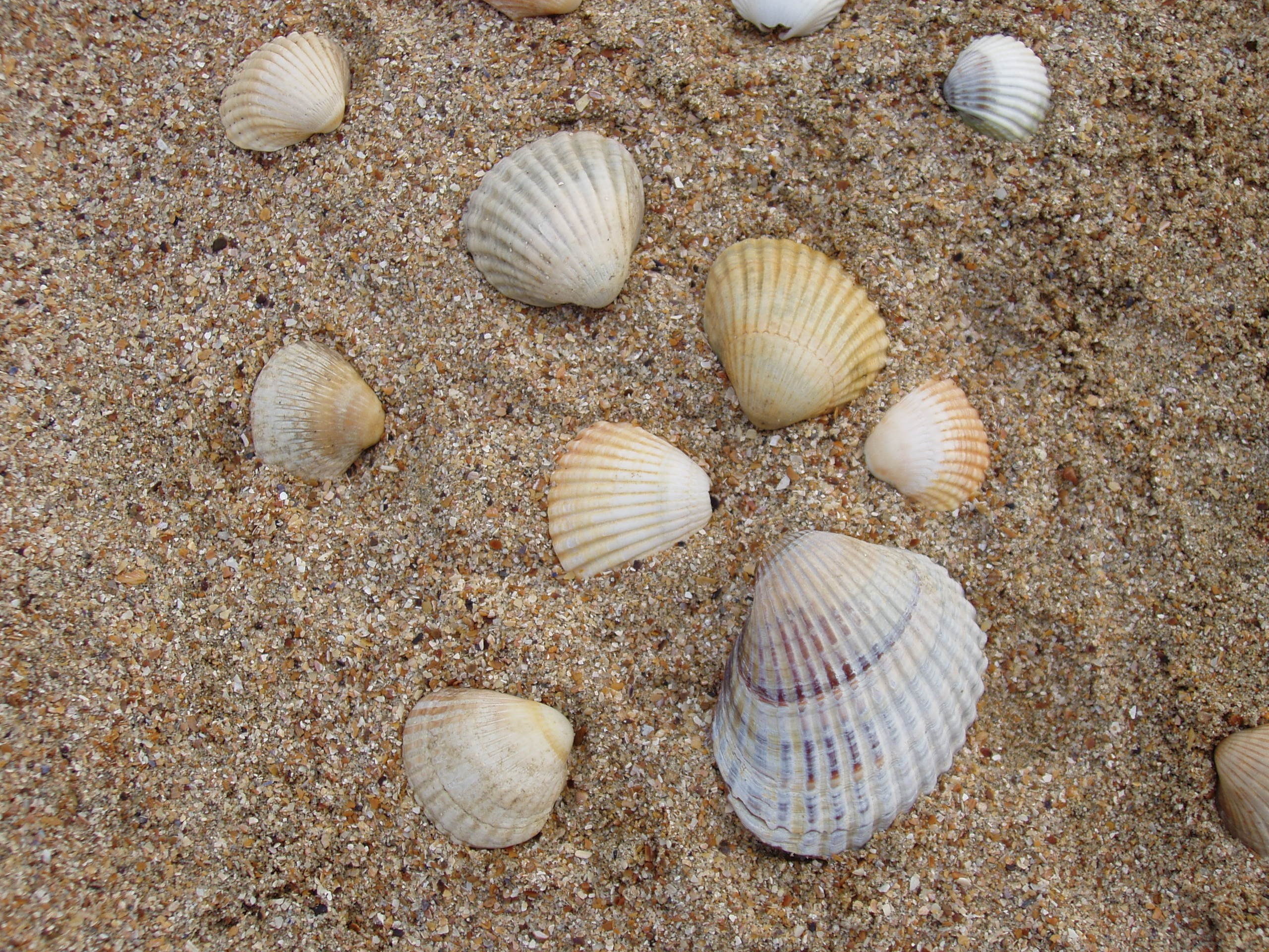 Отпуск 13.07-24.08. Семейный, Свадебный фотограф СПБ Питер— Романова Екатерина