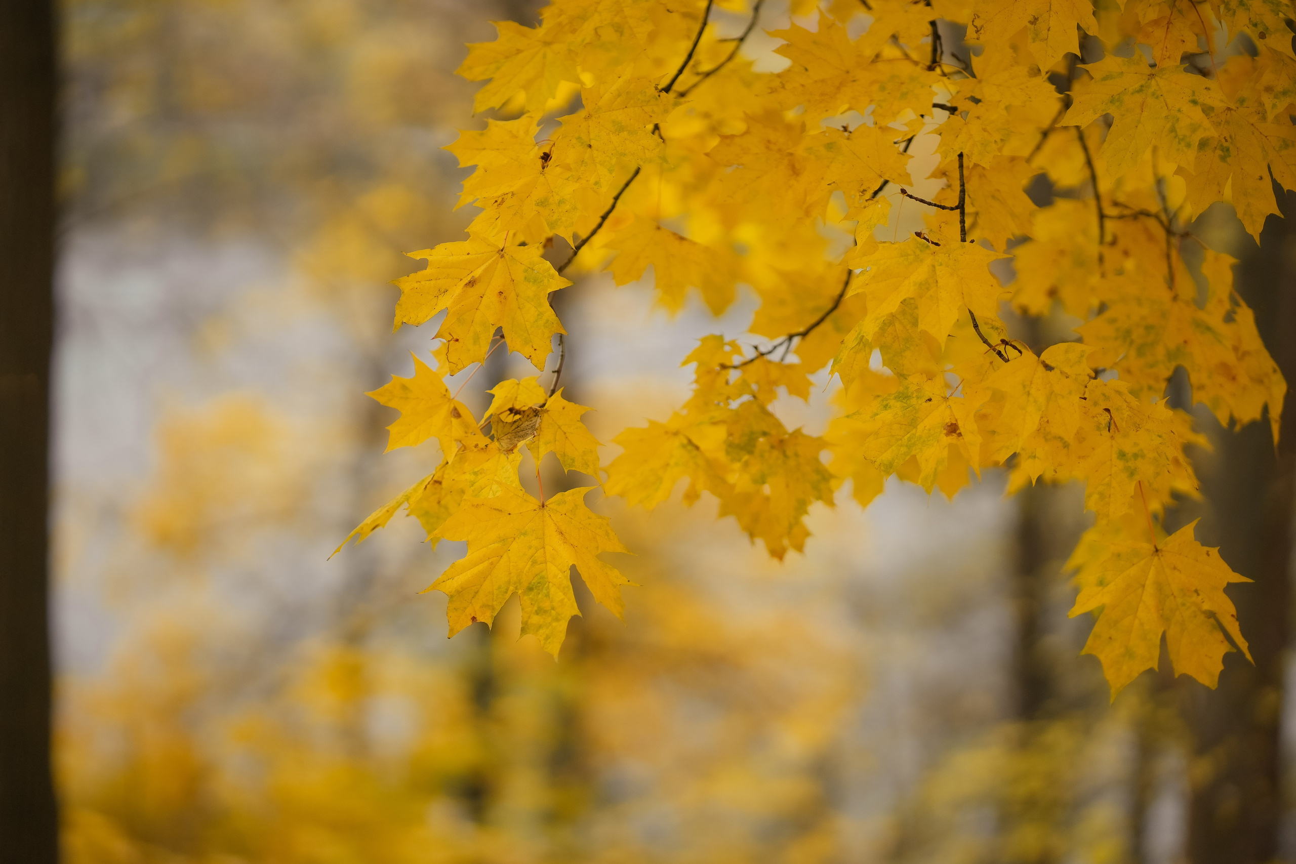 Красивая девушка блондинка прогулка в парке с цветами золотой осенью