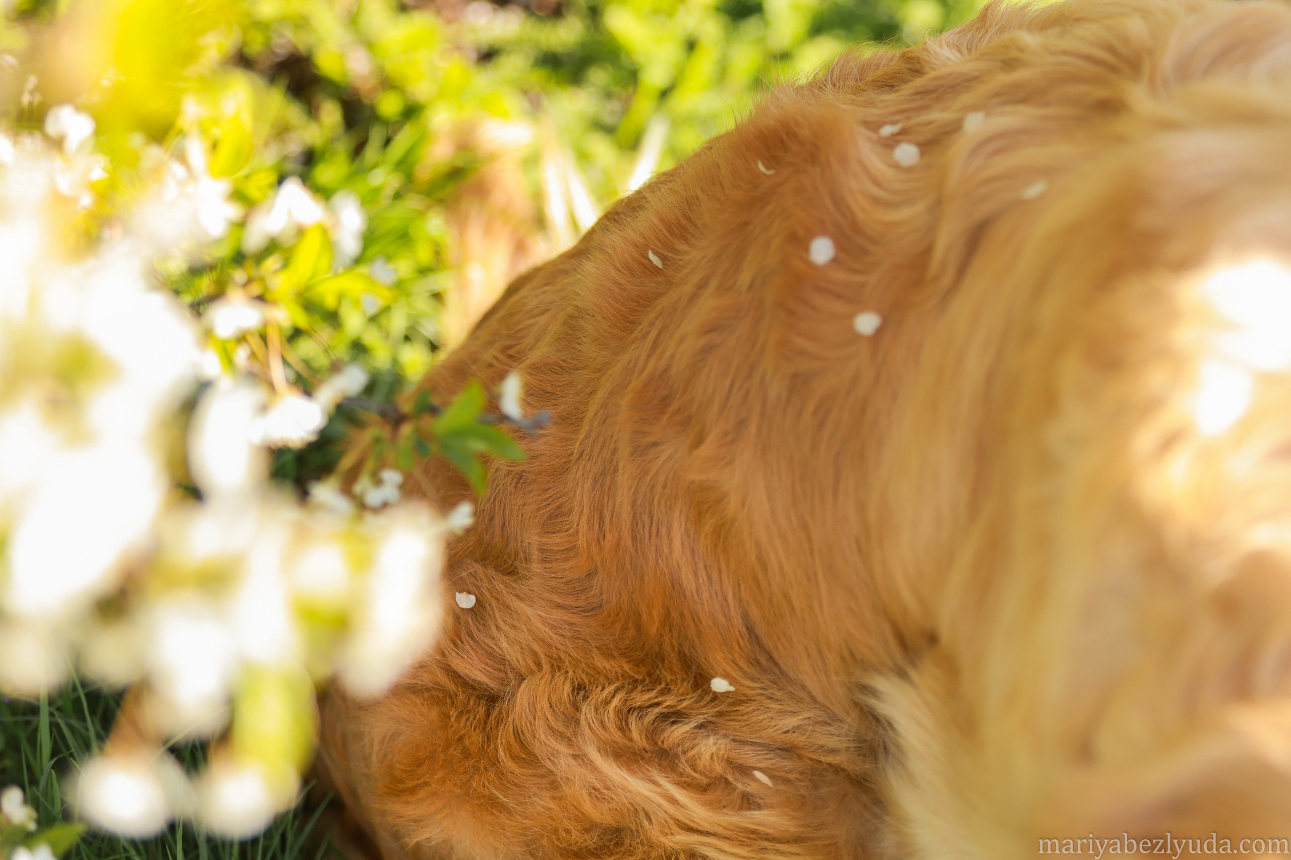 На природе. Семейный и детский фотограф в Москве Мария Быкова
