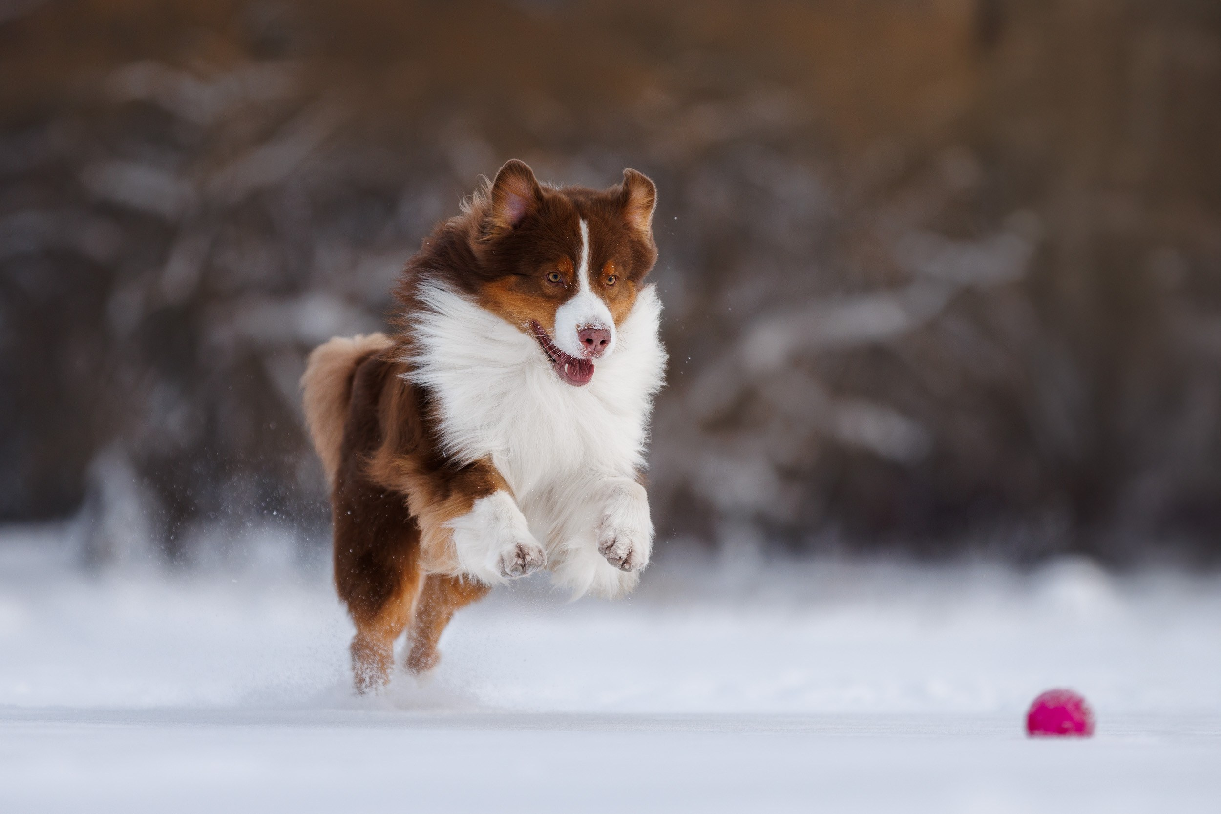 Марик и Дэн. Фотограф-анималист в Москве и Московской области Татьяна Фролова