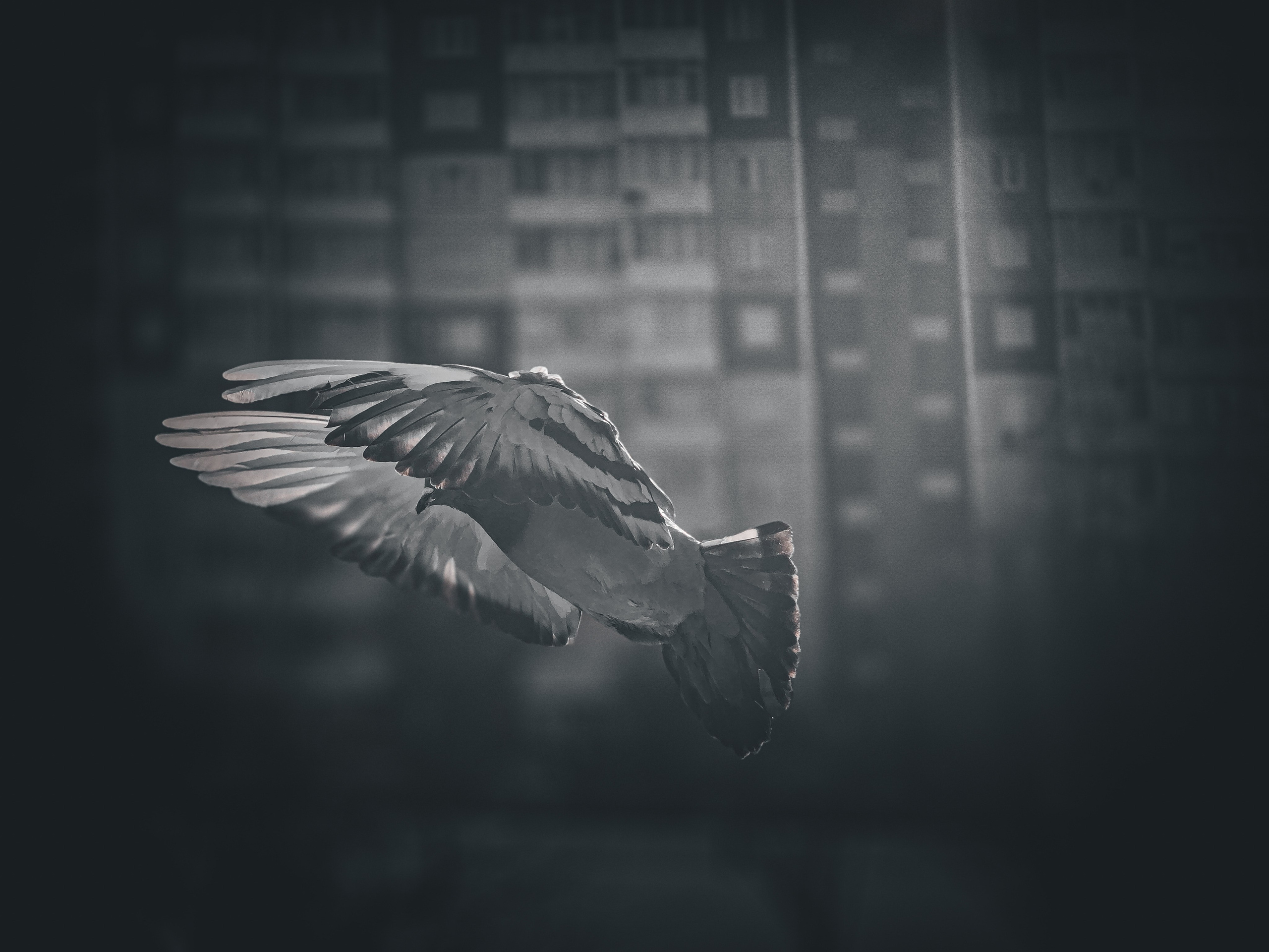 Birds. Игорь Урывский. Фотограф Красноярск