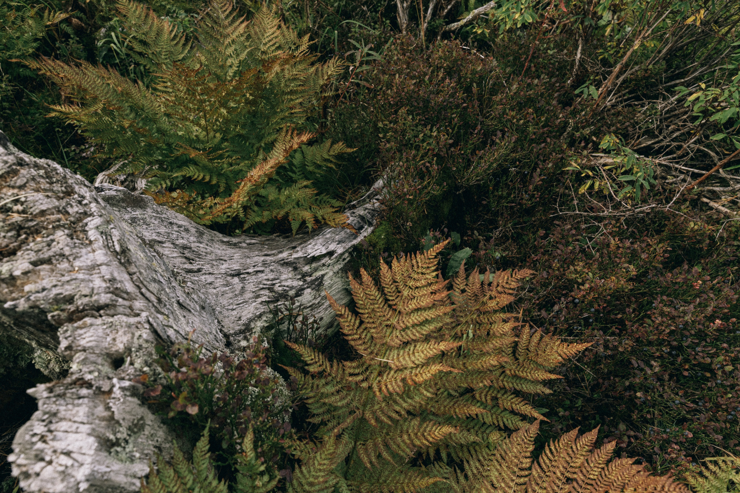 Алтай, природа и эстетика. Александр Чернин. Семейный и событийный фотограф