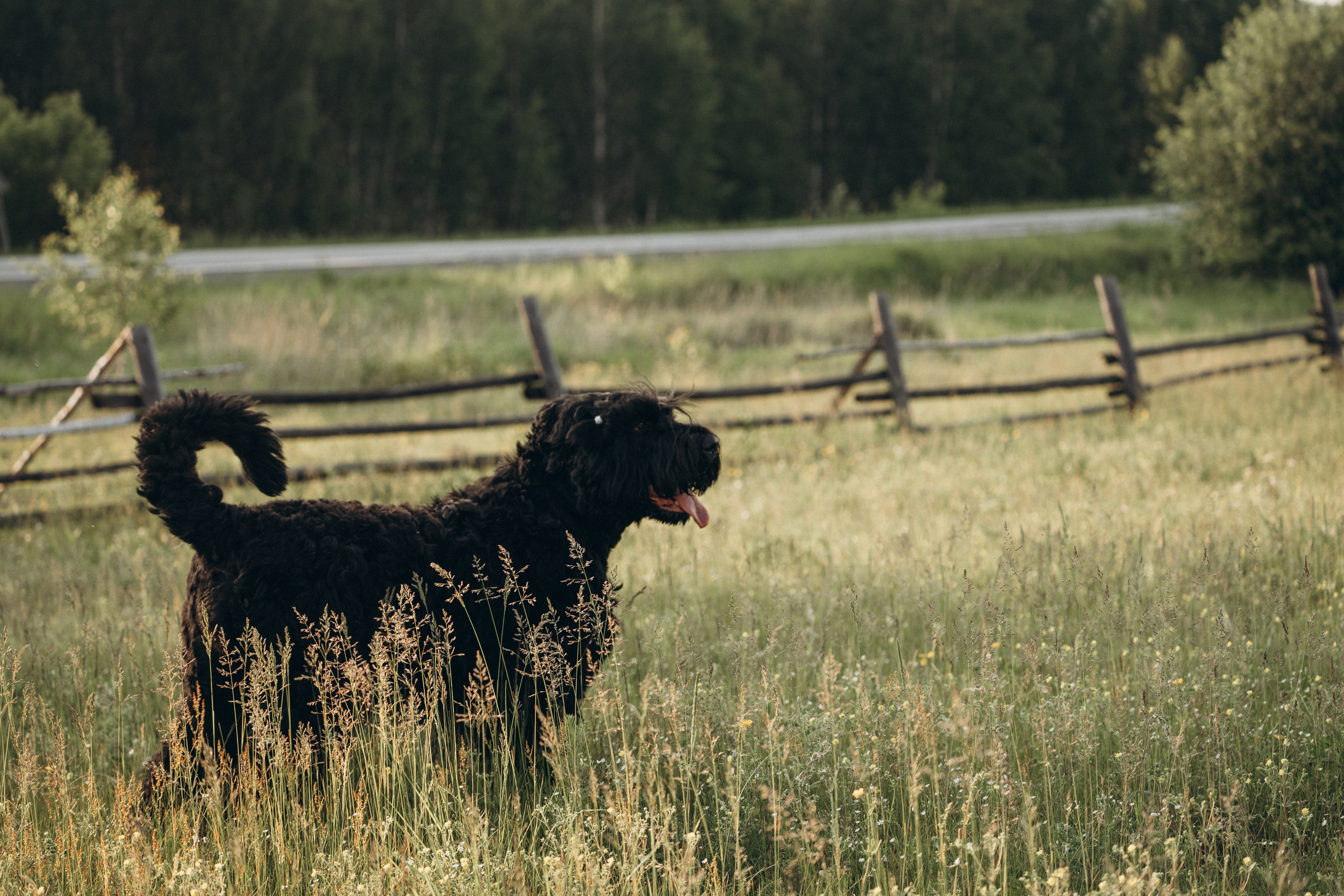 Лариса, Кира и Грэйс. Фотограф-анималист Анастасия Большакова