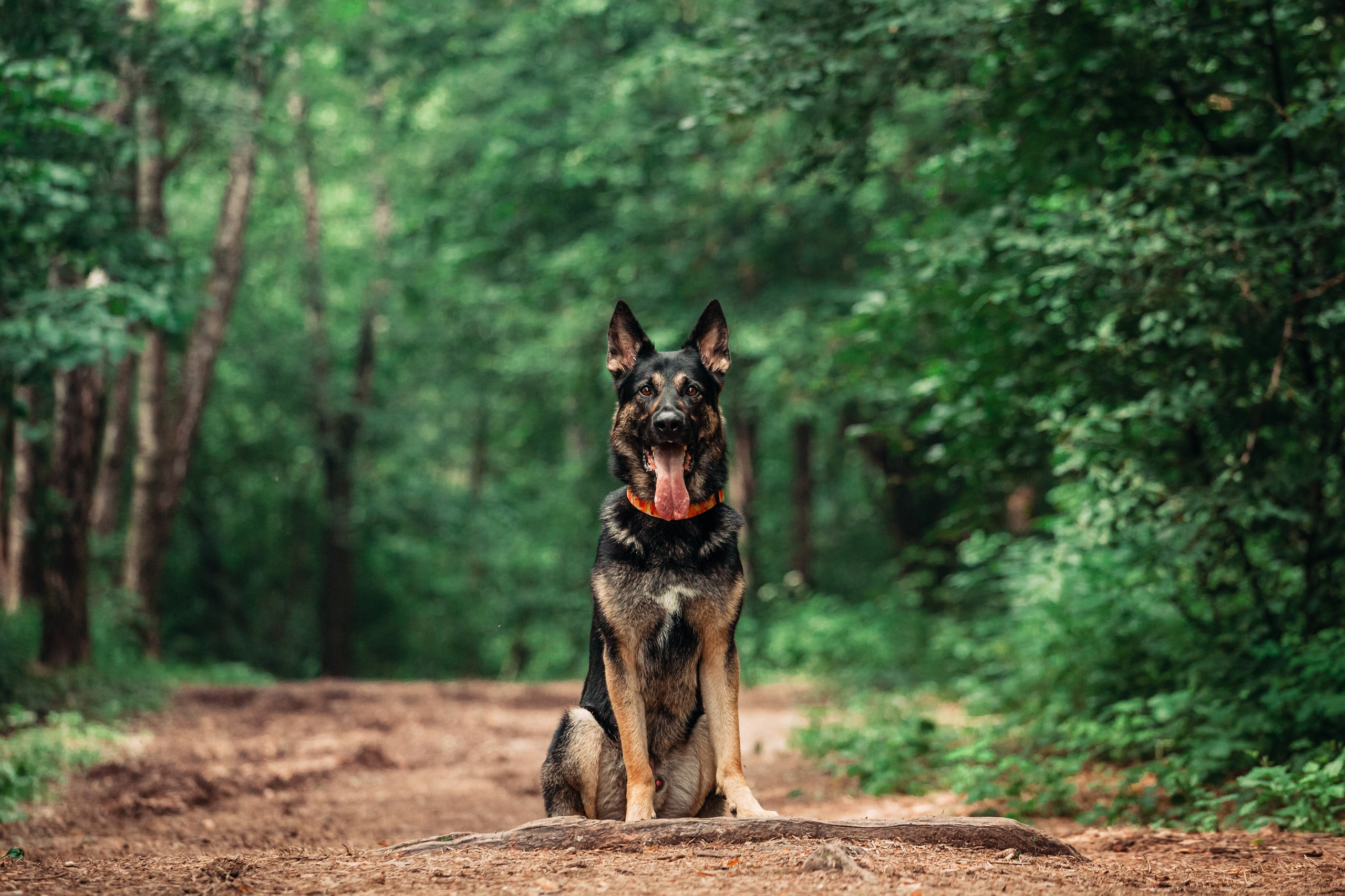 Лесная летняя фотопрогулка. Фотограф-анималист Татьяна Степанова