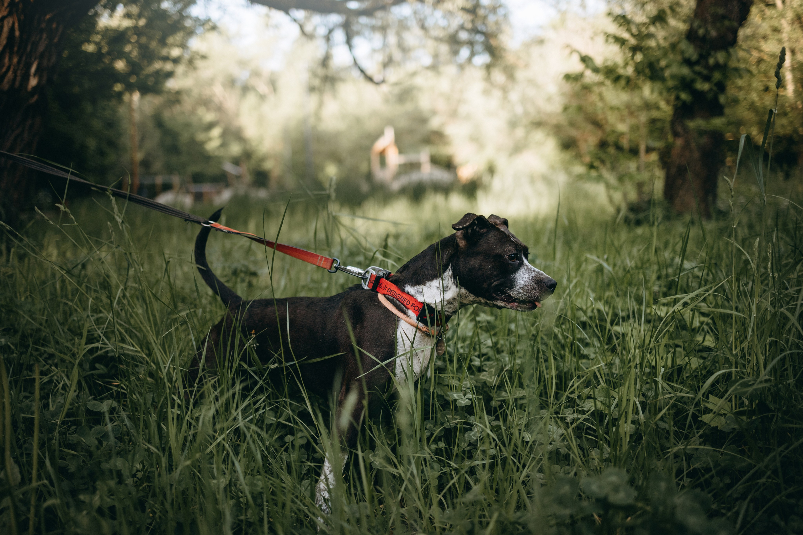 Татьяна, Сергей и их Булочка и Пончик. Фотограф — Анималист | Санкт-Петербург