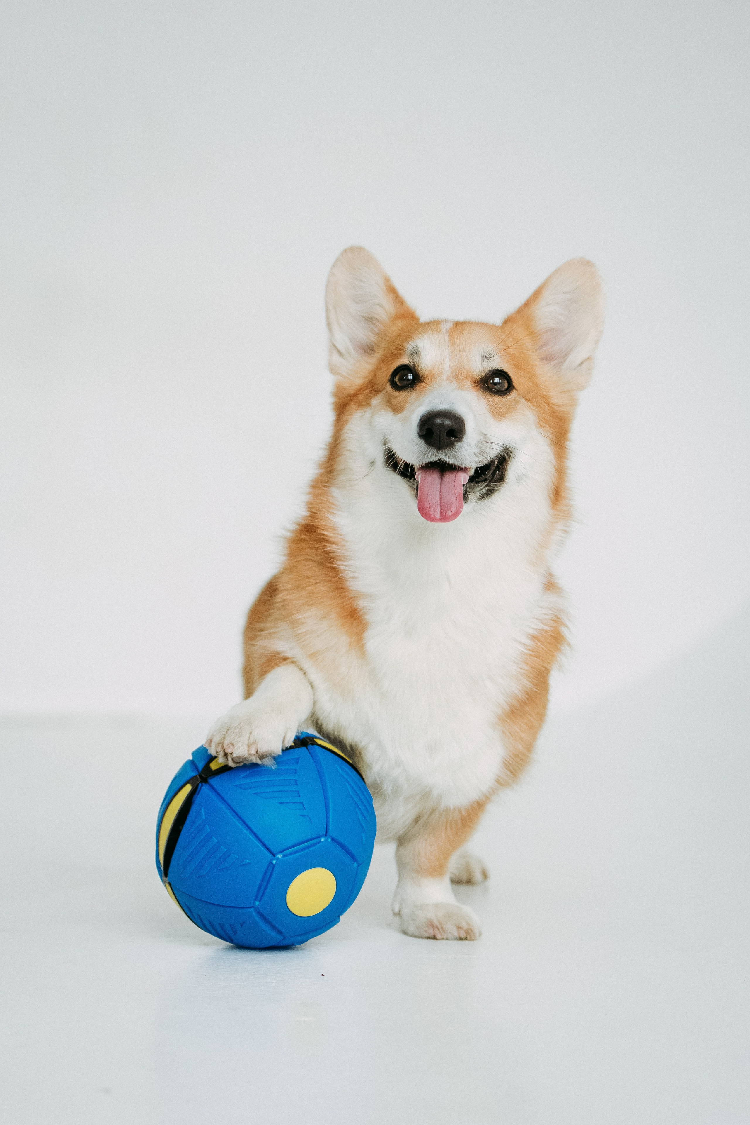 Мячи-попрыгуны. Фотораф — анималист Мария Шистка