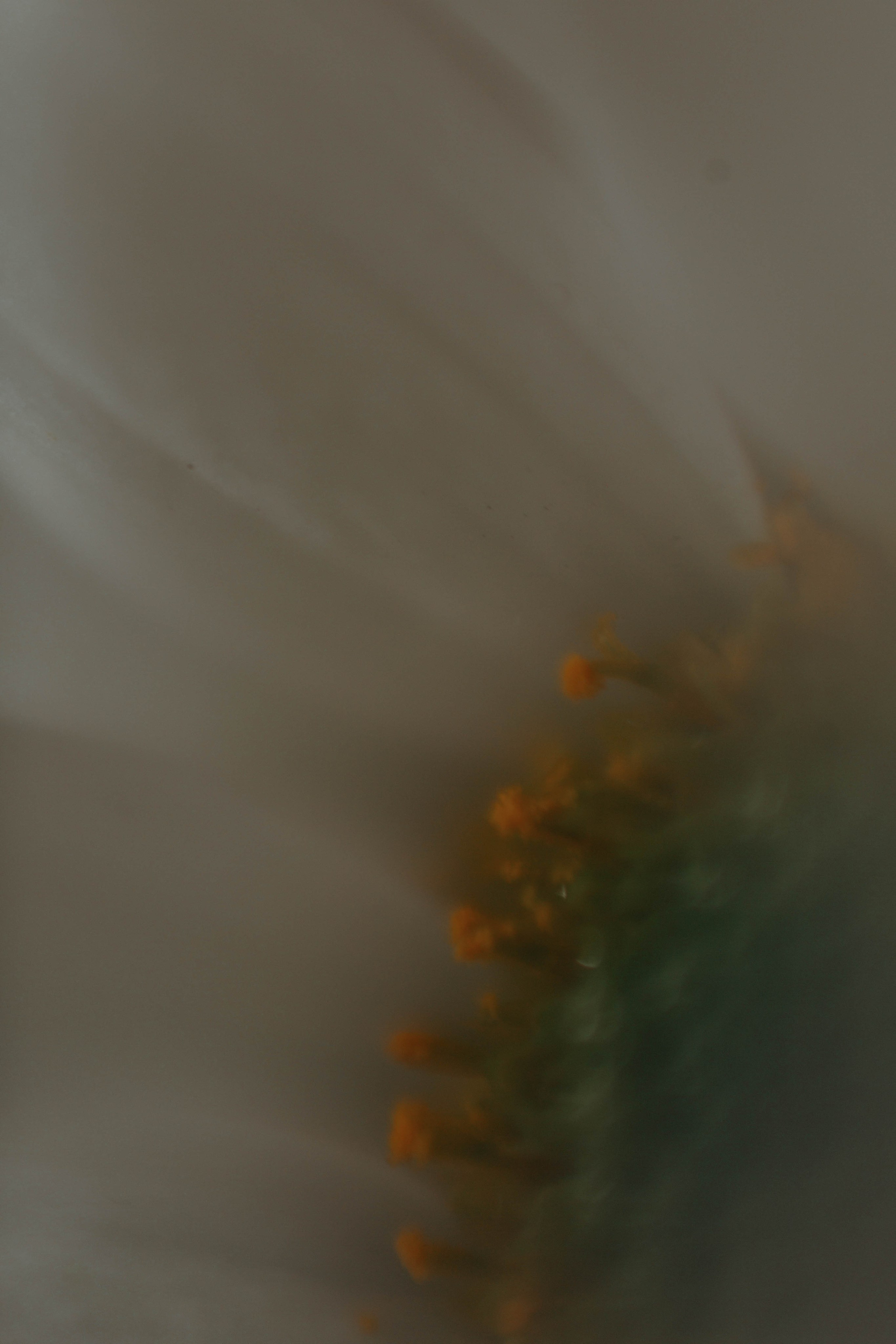 Tulips. Фотограф и видеограф Мария Банщикова, Солнечногорск, Москва