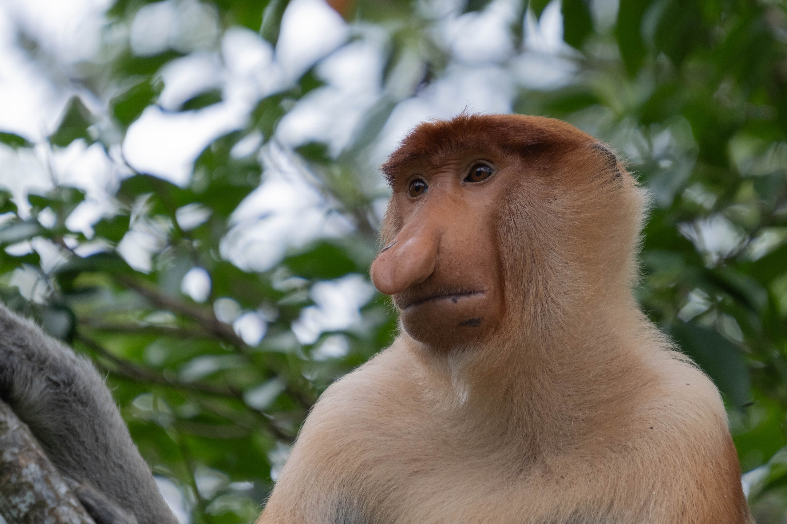 О. Борнео, г. Сандакан. В мире животных. Фотографии из путешествий