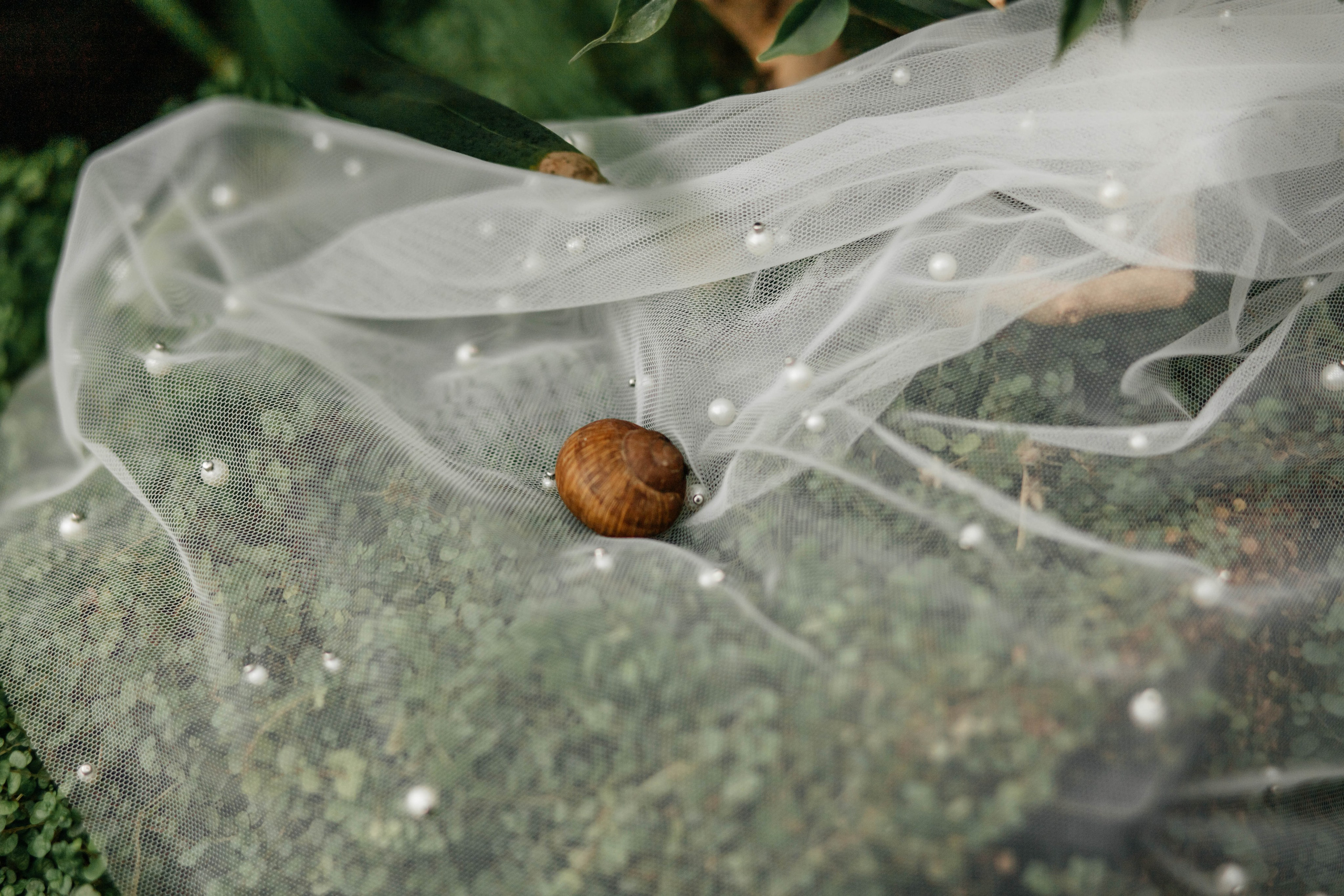 Оранжерея wedd. Свадебный и семейный фотограф Витебск