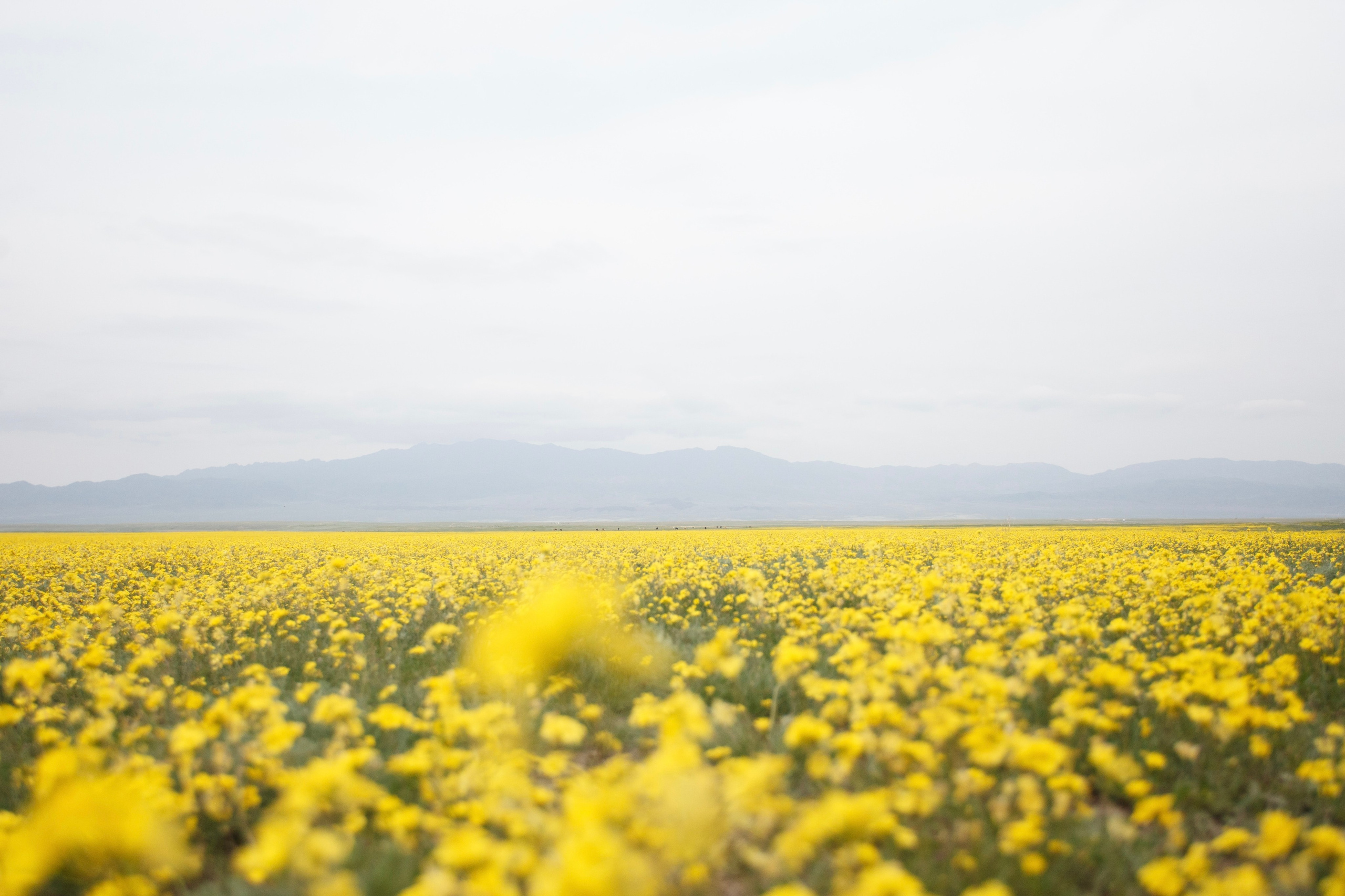 Весна. Экскурсии и туры по Алматы